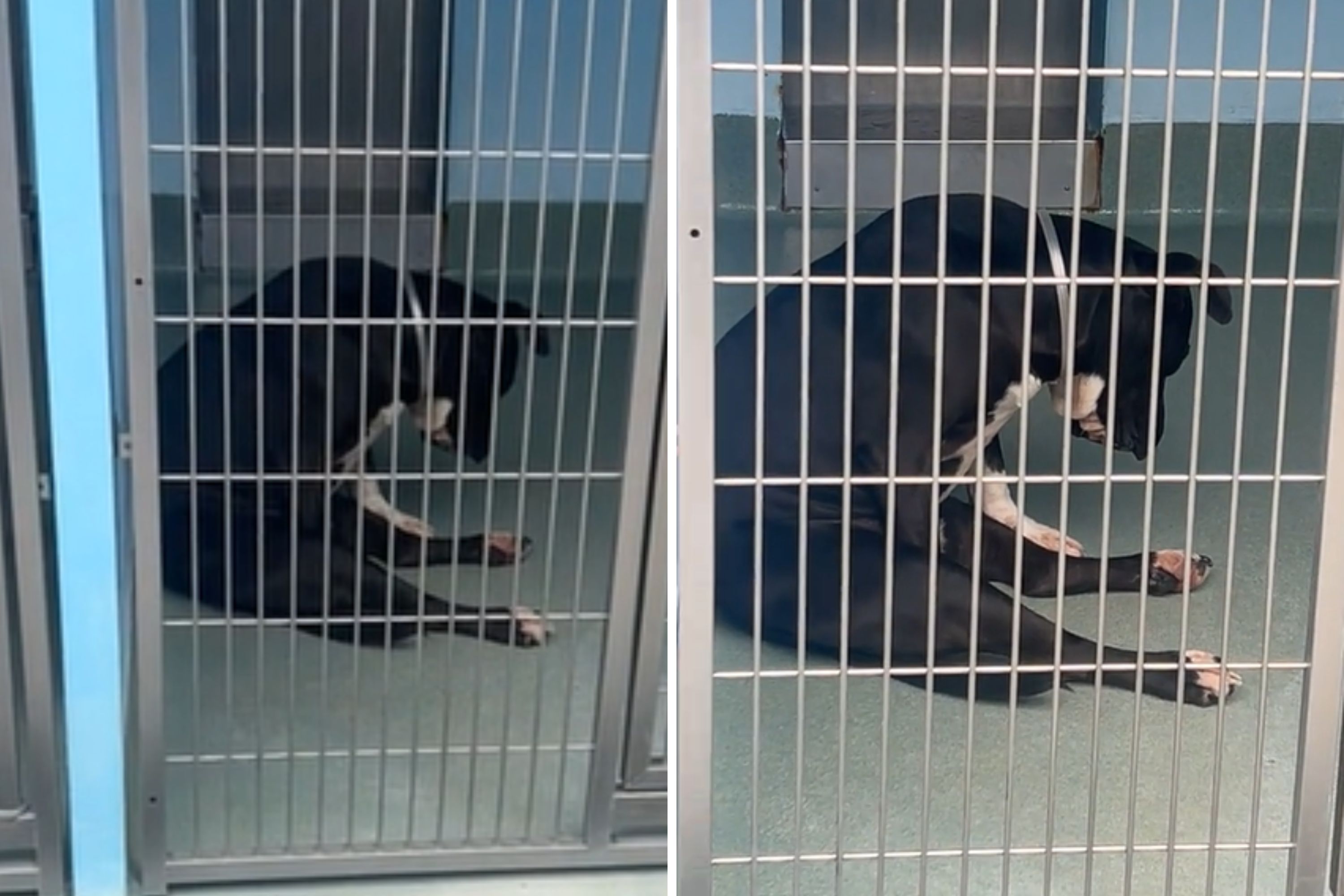 Tears for Broken' Shelter Dog Waiting for Adoption Newsweek