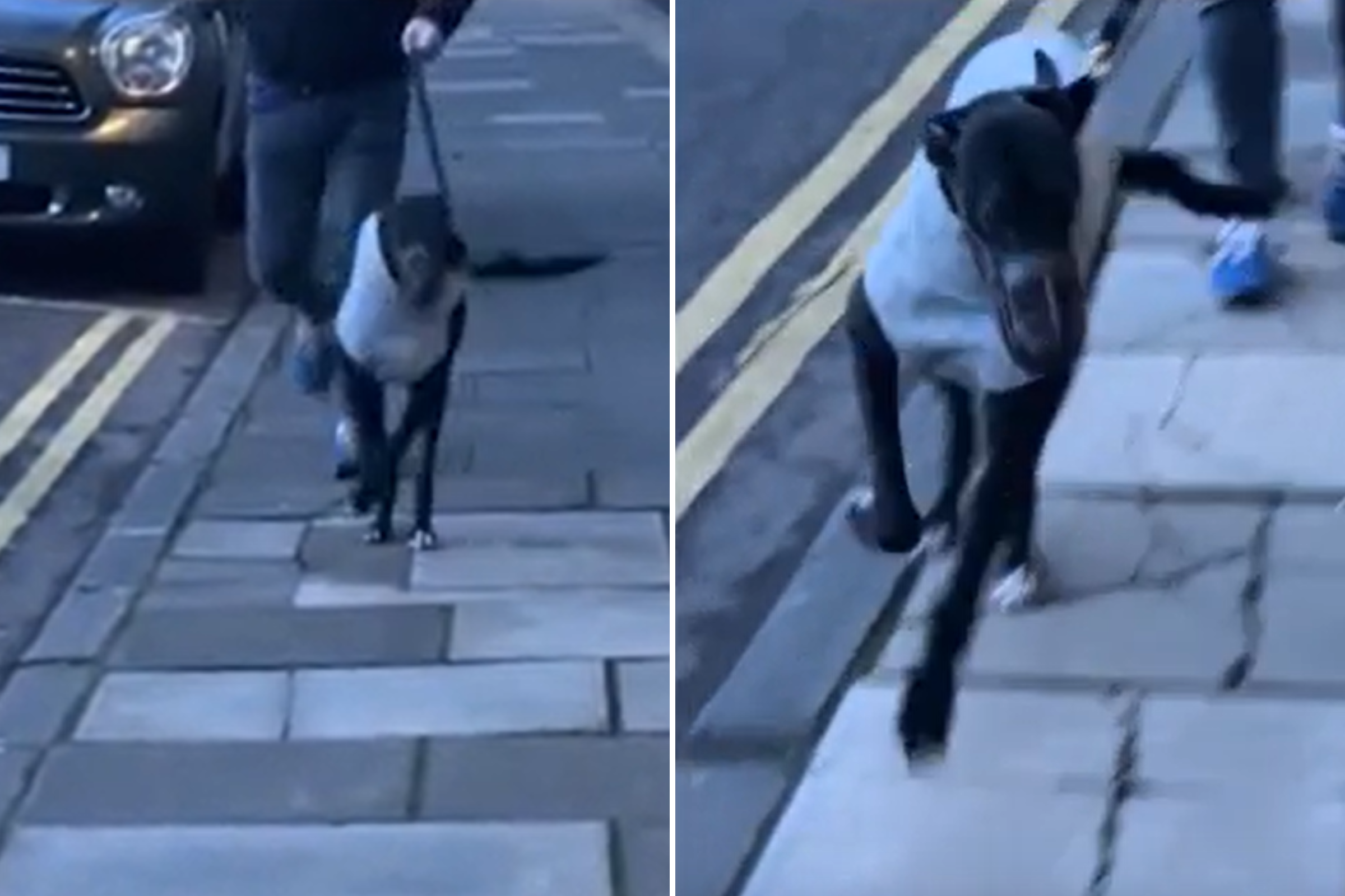 Rescue Greyhound Has Adorable Reaction After Spotting Owner in the Street