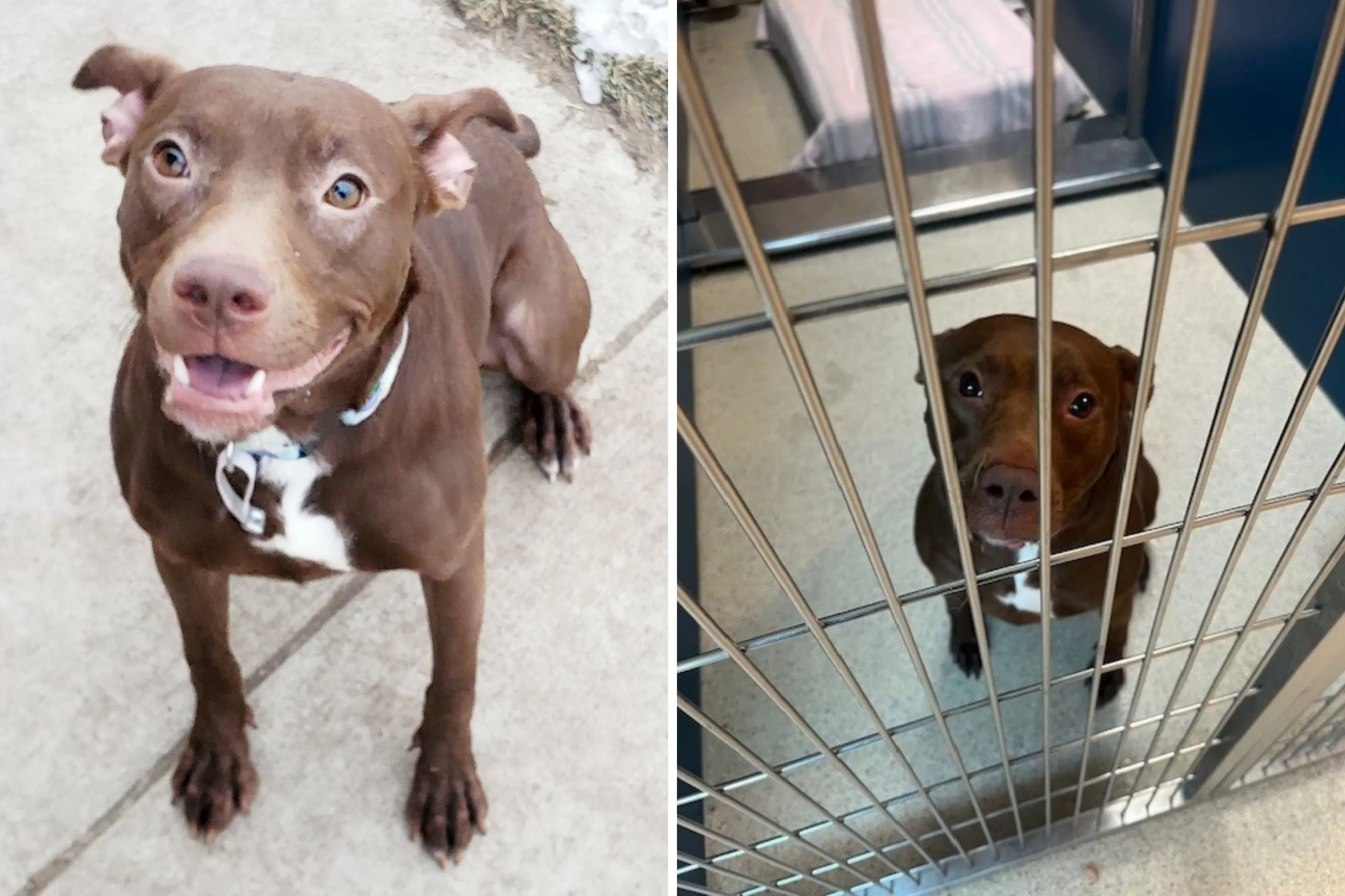 Dog at Shelter for Over 730 Days 'Overlooked So, So Many Times' - Vimarsana News
