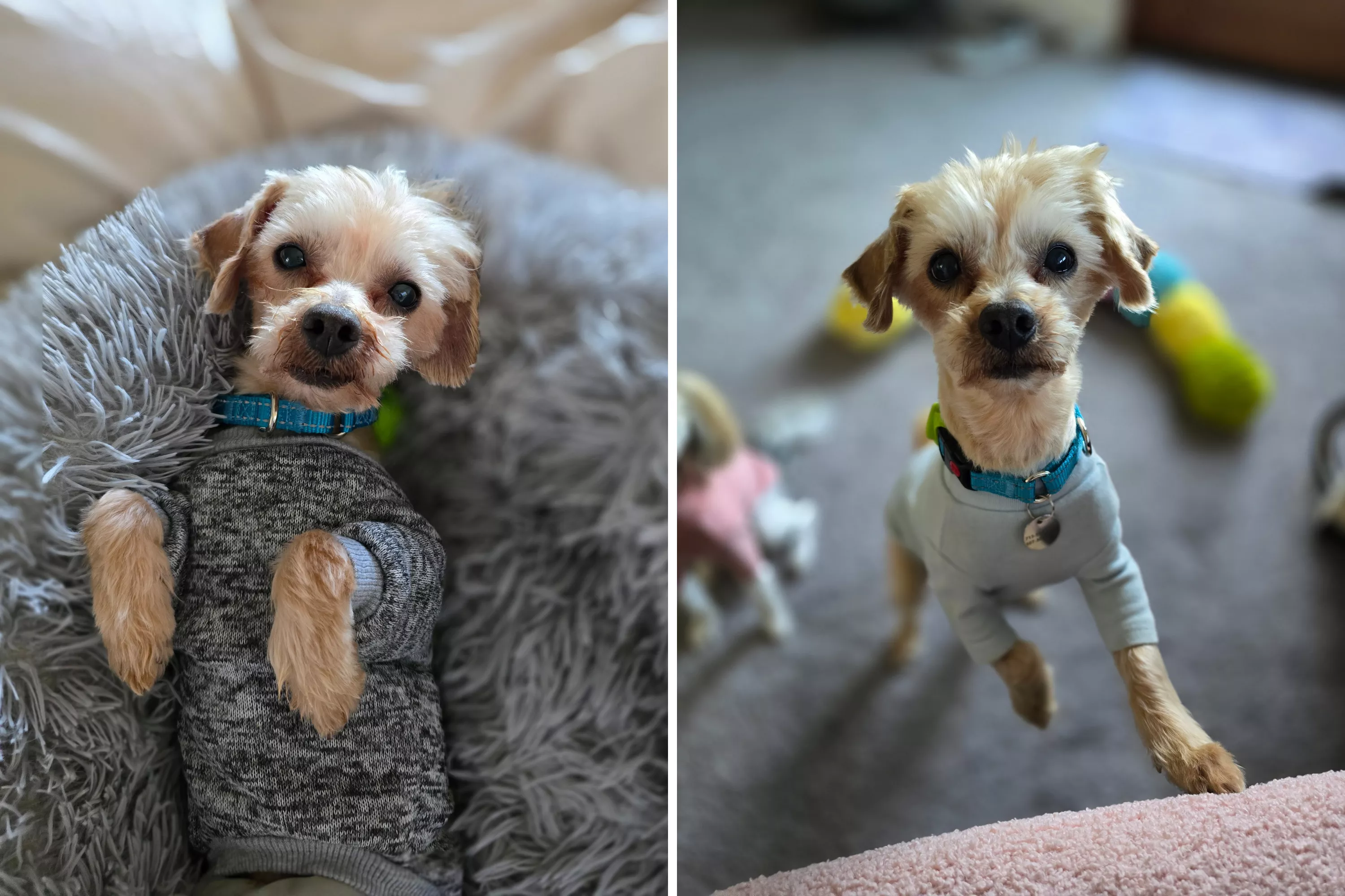 Senior Rescue Dog Finally Adopted, Celebrates With Fries on Way to New Home - Vimarsana News