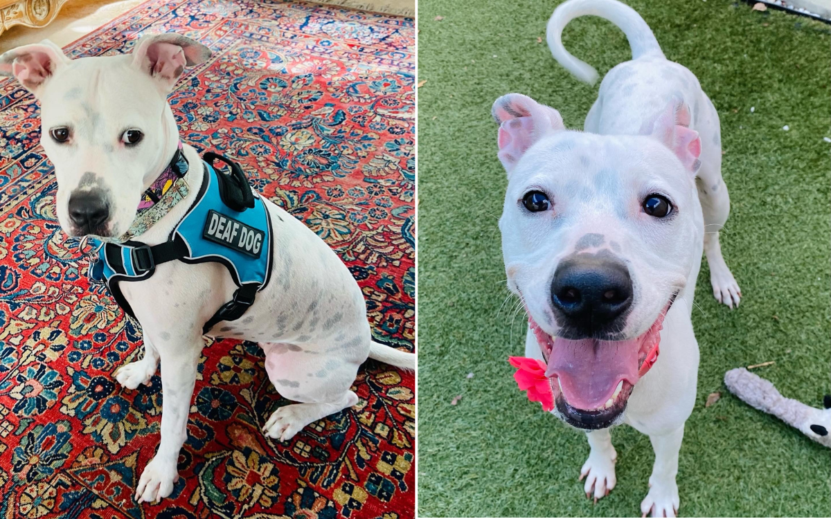 Deaf Shelter Dog Finally Finds Forever Home After Learning Sign ...