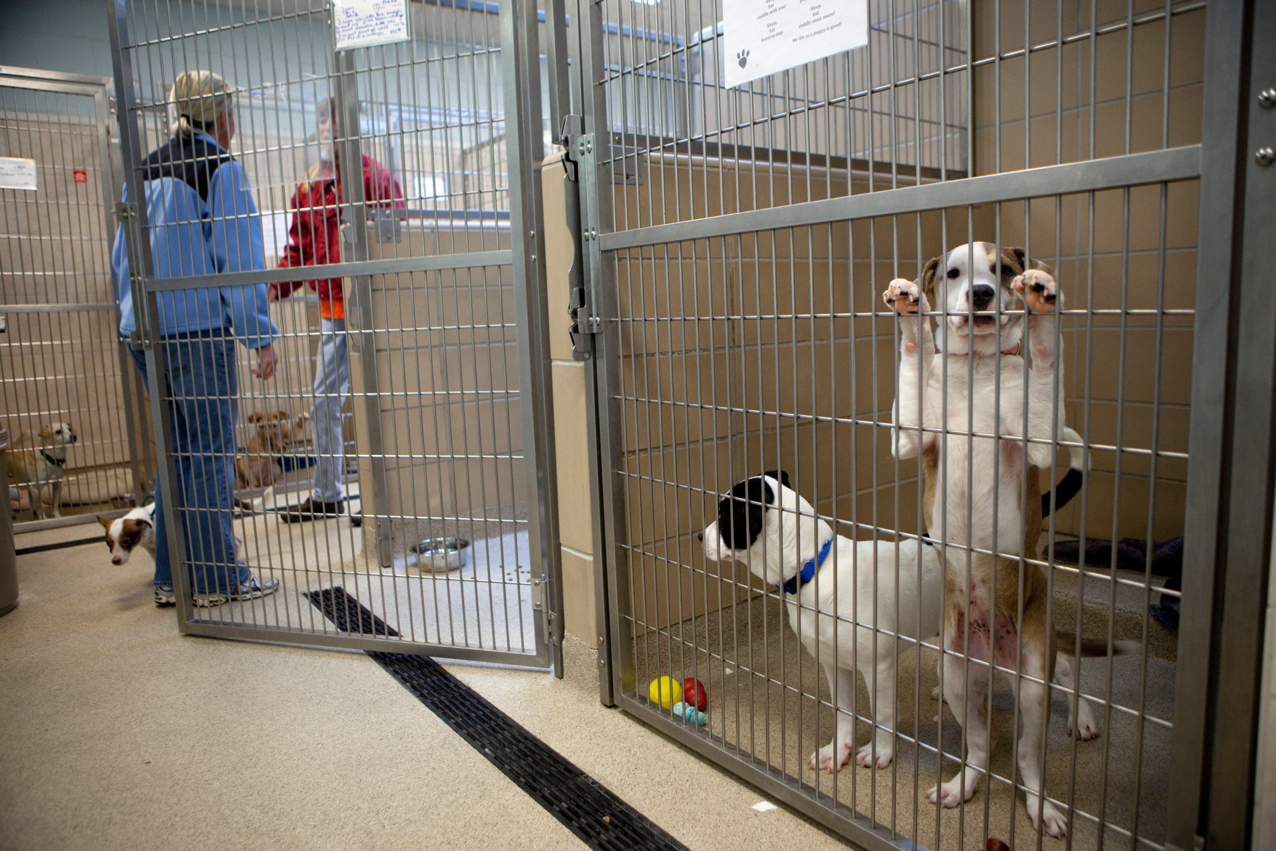 More than two dozen U.S. municipalities have banned the sale of dogs in pet stores becaus...