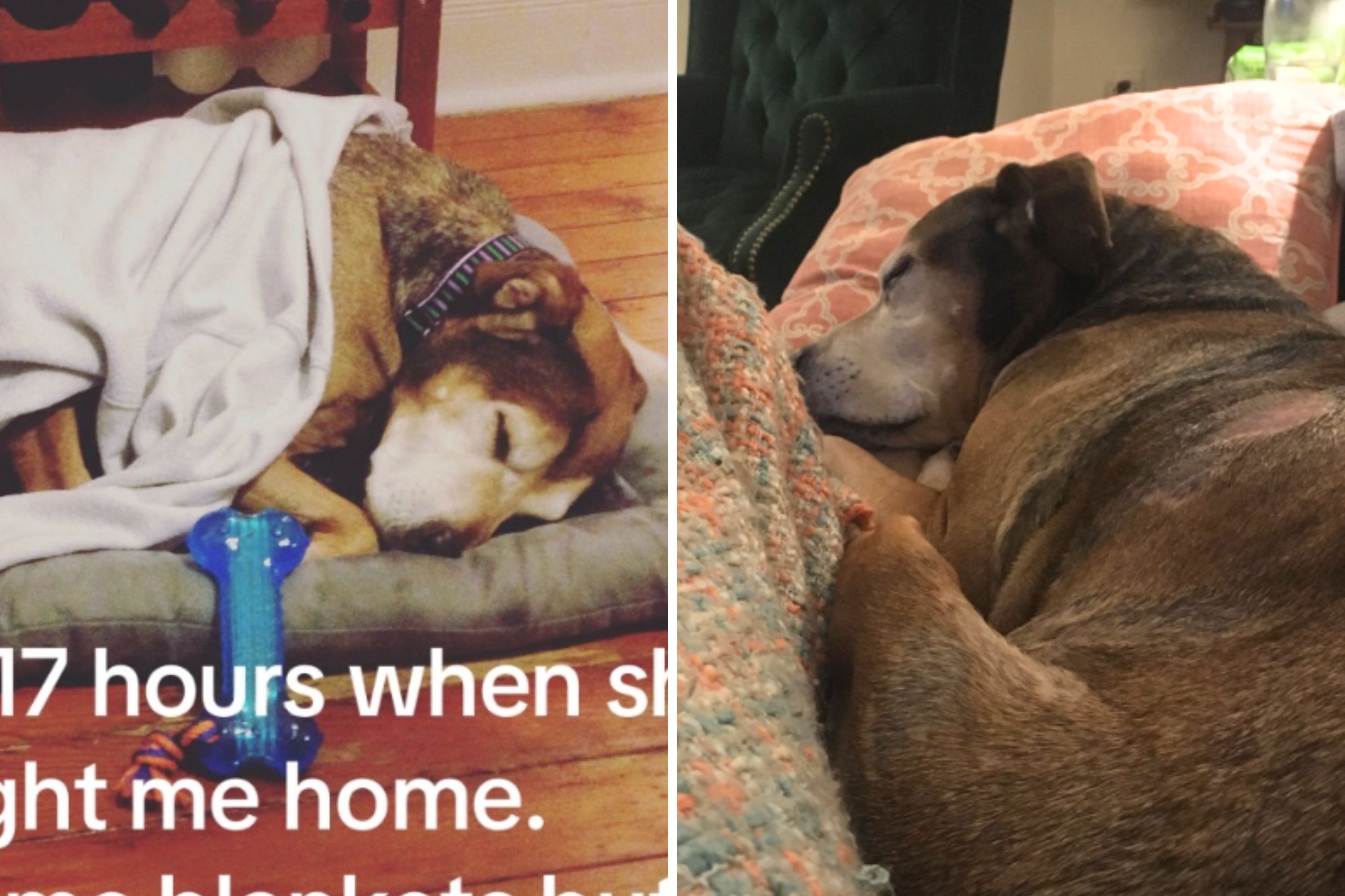 Deaf Dog Found Abandoned, Tied Up Sleeps 17 Hours After Being Rescued