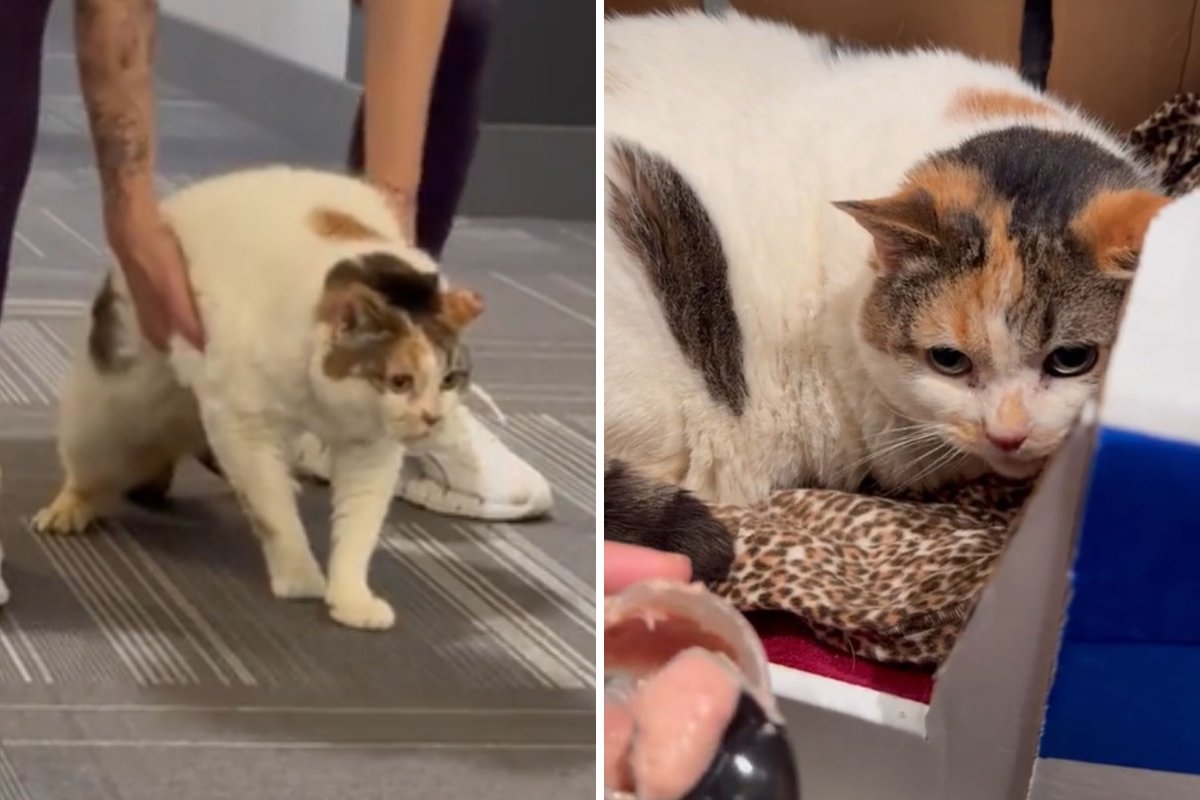 Foster helps overweight senior cat