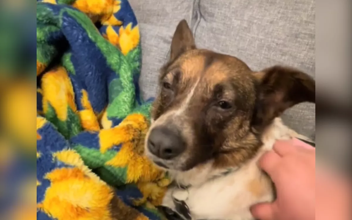 Exhausted Dog Refuses to Nap While Builders Are Over: 'Need to Protect Us' - Vimarsana News