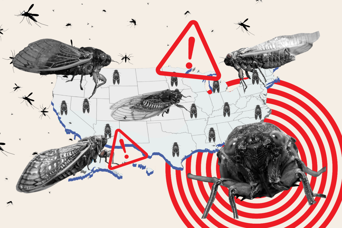Cicada Map trillions bugs