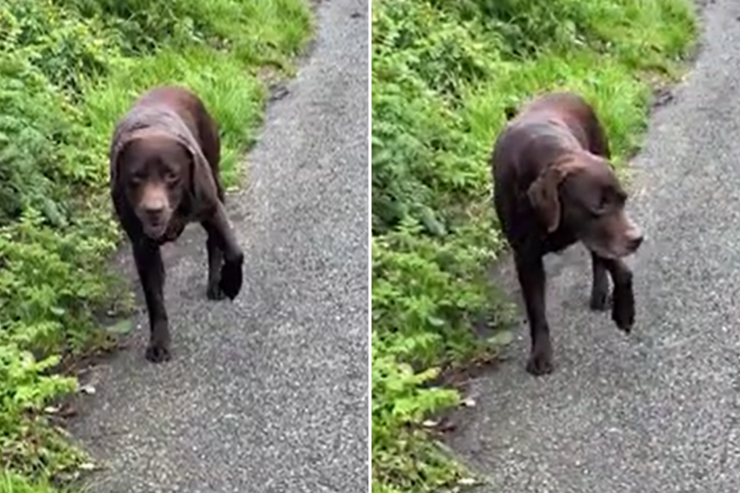 Relatable moment Labrador fakes an injury to avoid walking any further