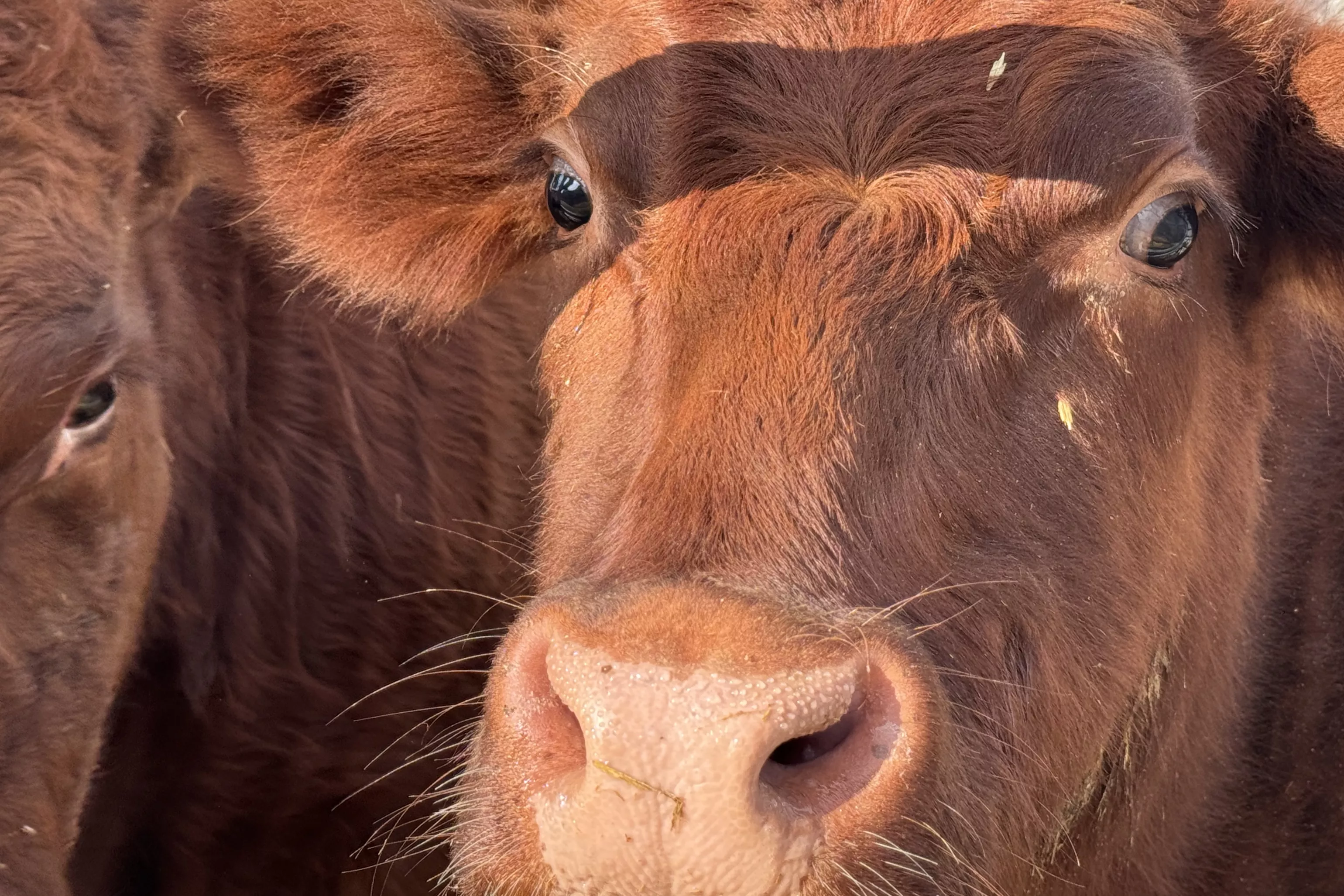 Holy War: Red Cows, Gaza and the End of the World - Vimarsana News