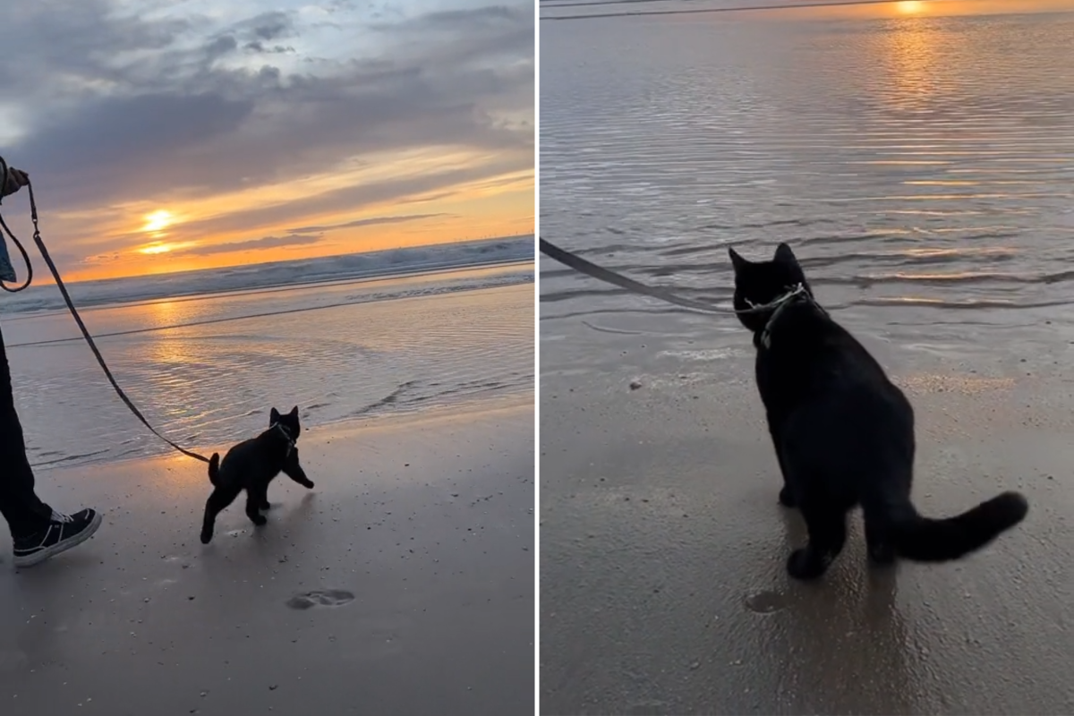 Black cat at beach