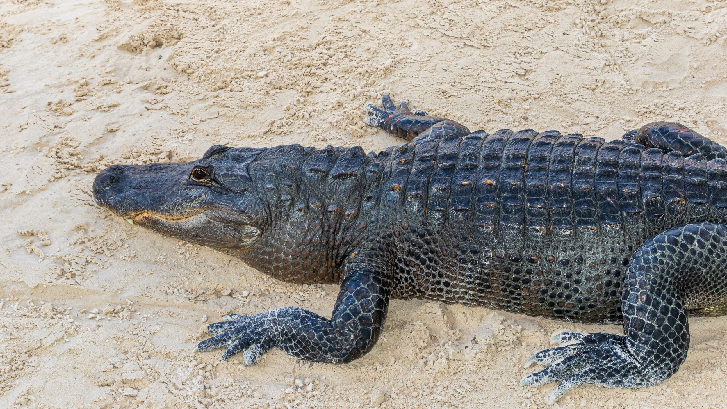 Alligator Spotted Having Snack on Texas Beach