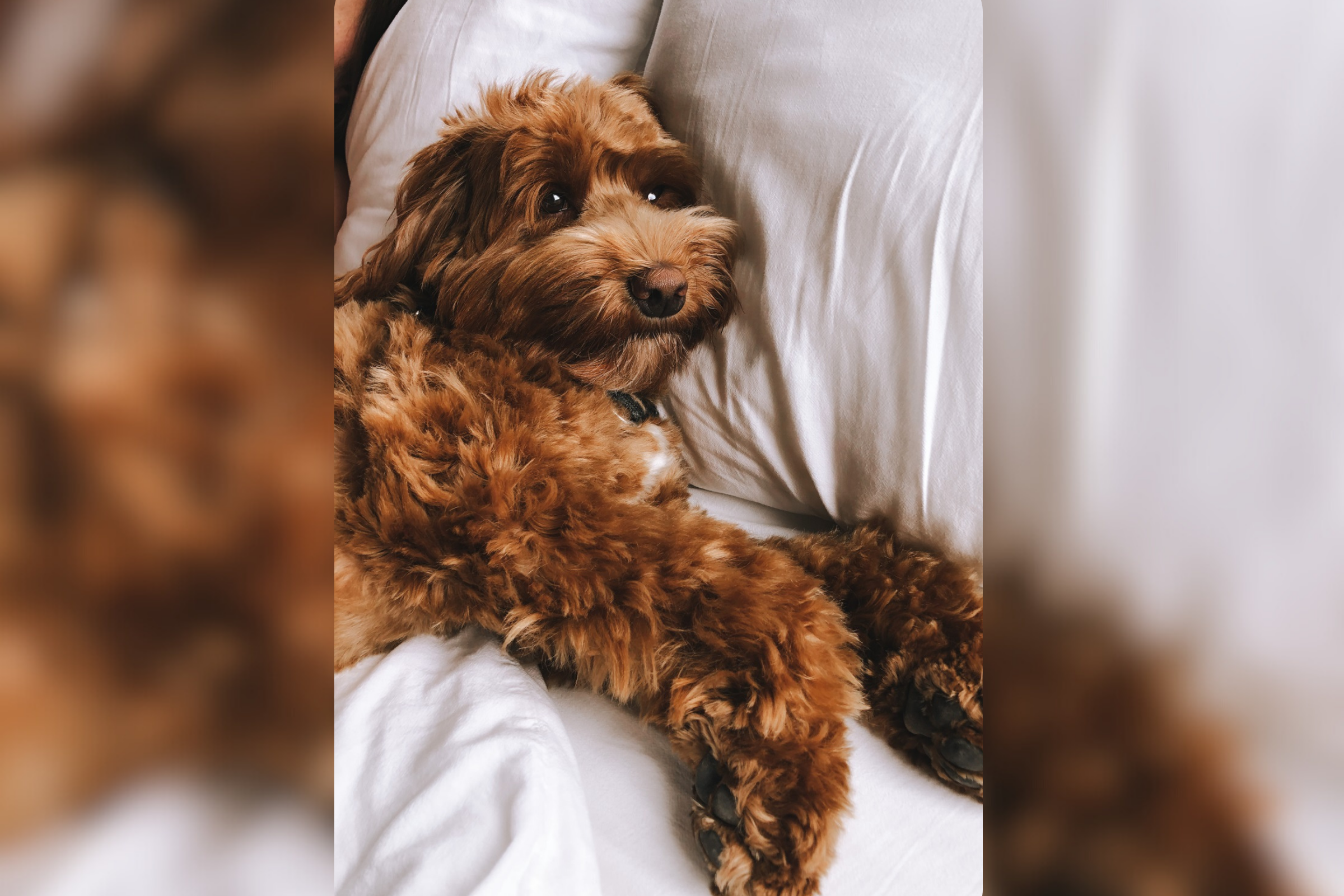 “Dramatic” labradoodle refusing to go to bed leaves internet in hysterics