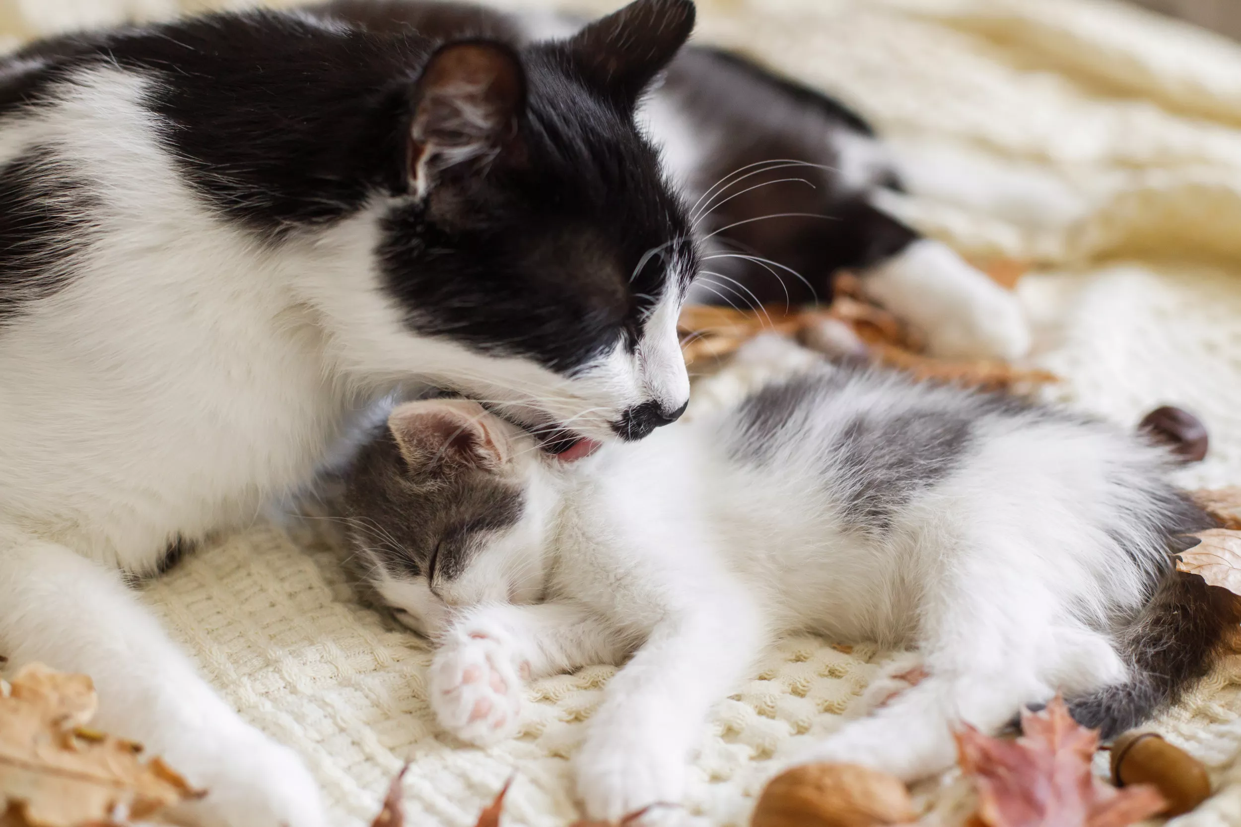 New Mom Cat Eager To Show Off New Kittens to Her Owner: 'She's So Proud' - Vimarsana News