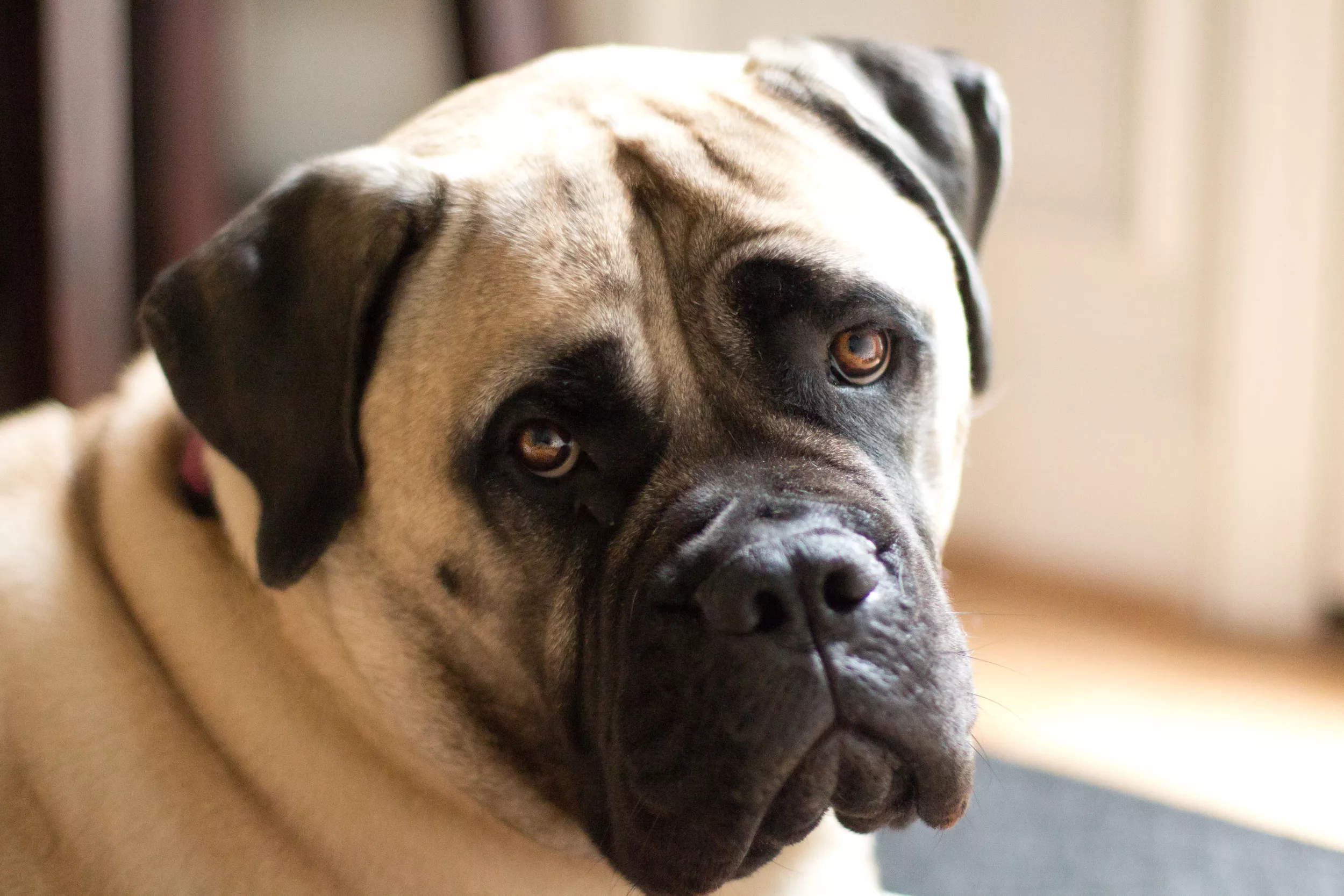 Tears At Dog's New Habit Since Sister Passed Away: 'Grieving' - Vimarsana News