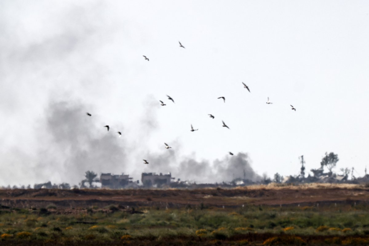 Birds, fly, after, Israel, strikes, Gaza, Strip