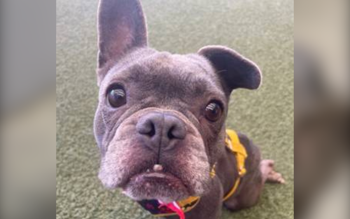 Wiggles the paralyzed French bulldog.