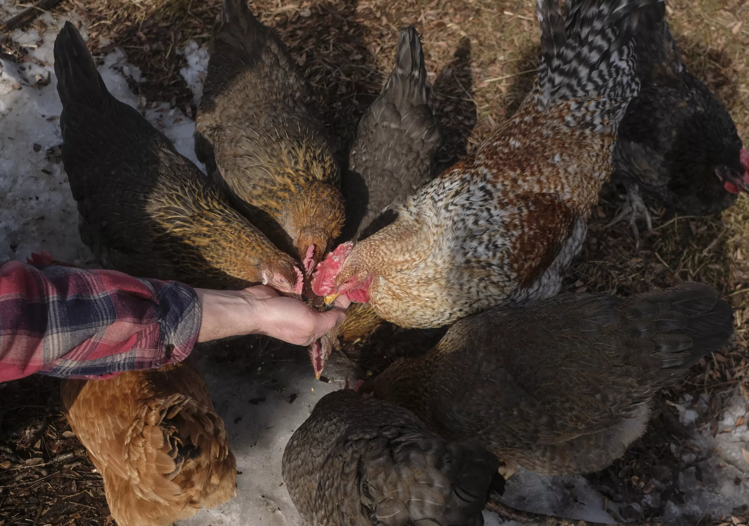 The USDA Isn't Inspiring Confidence With Its Bird Flu Response - Vimarsana News
