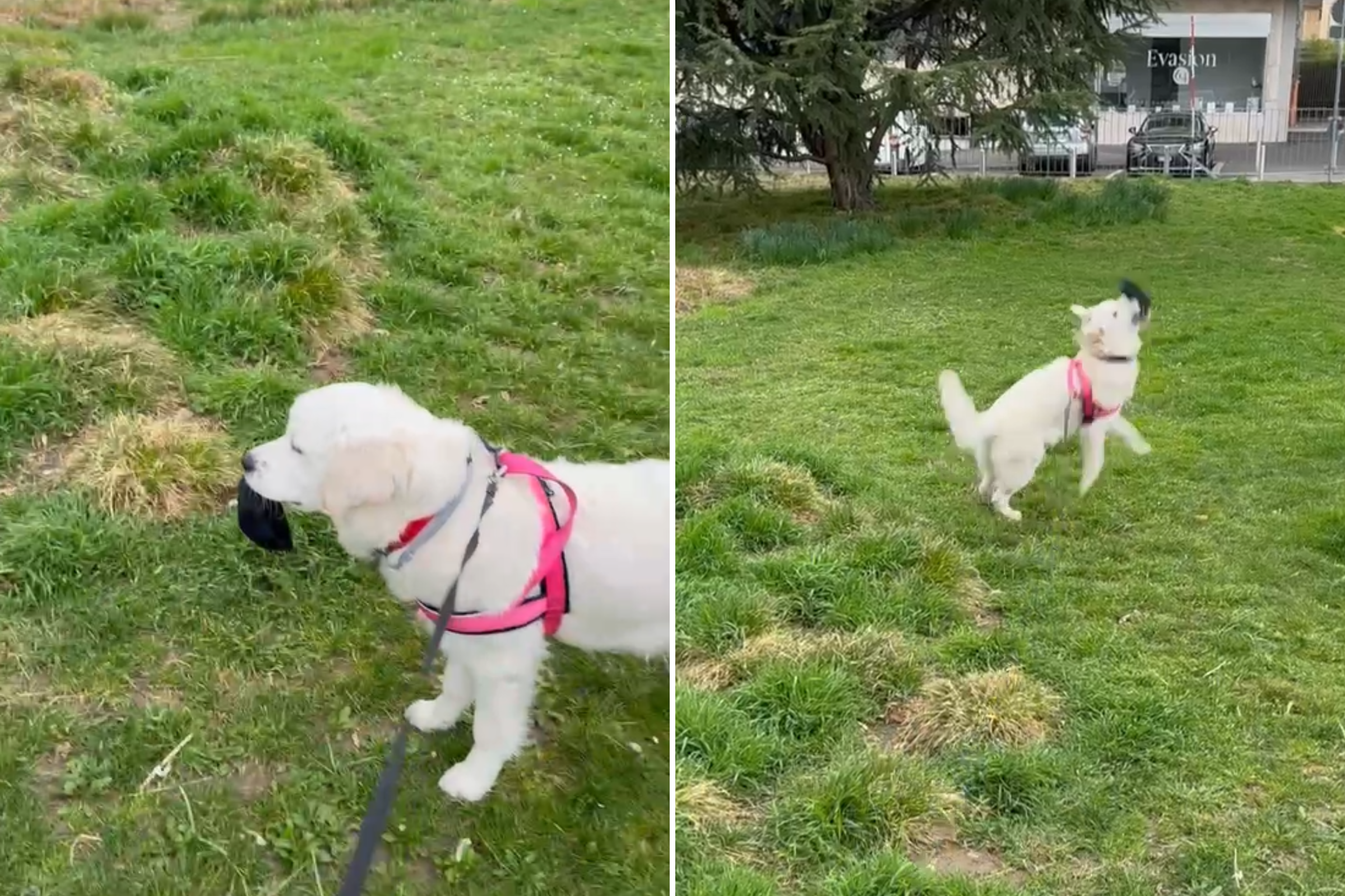 Golden Retriever Who Loves to Hunt Socks Wins Pet of the Week