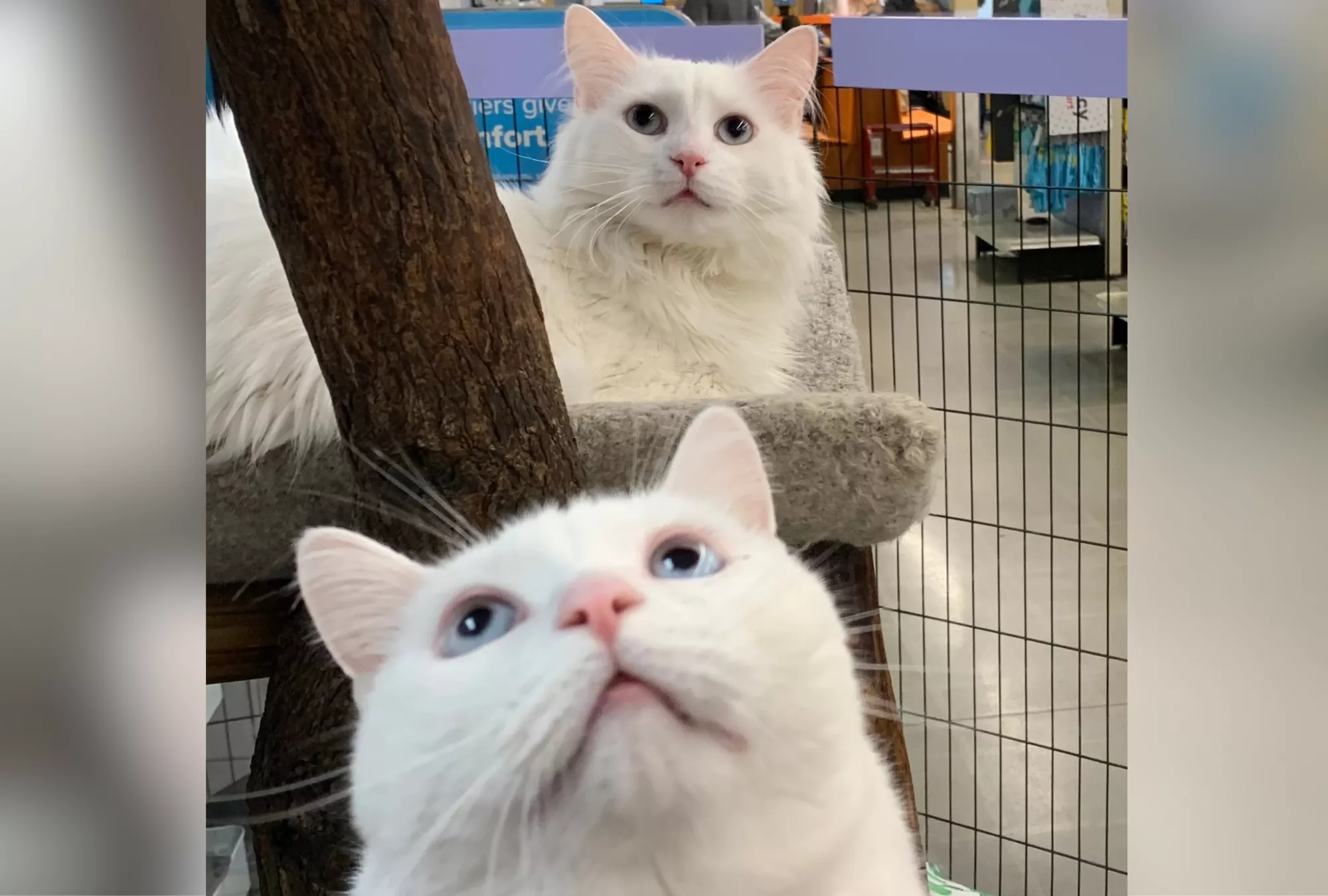 Senior Cats Cling to Each Other After Being Returned to Shelter Twice - Vimarsana News