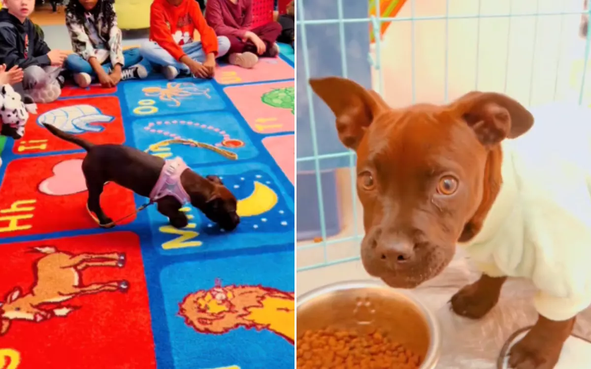 Shelter Puppy Lends a Paw to First-Graders, Lands Forever Home in Process - Vimarsana News