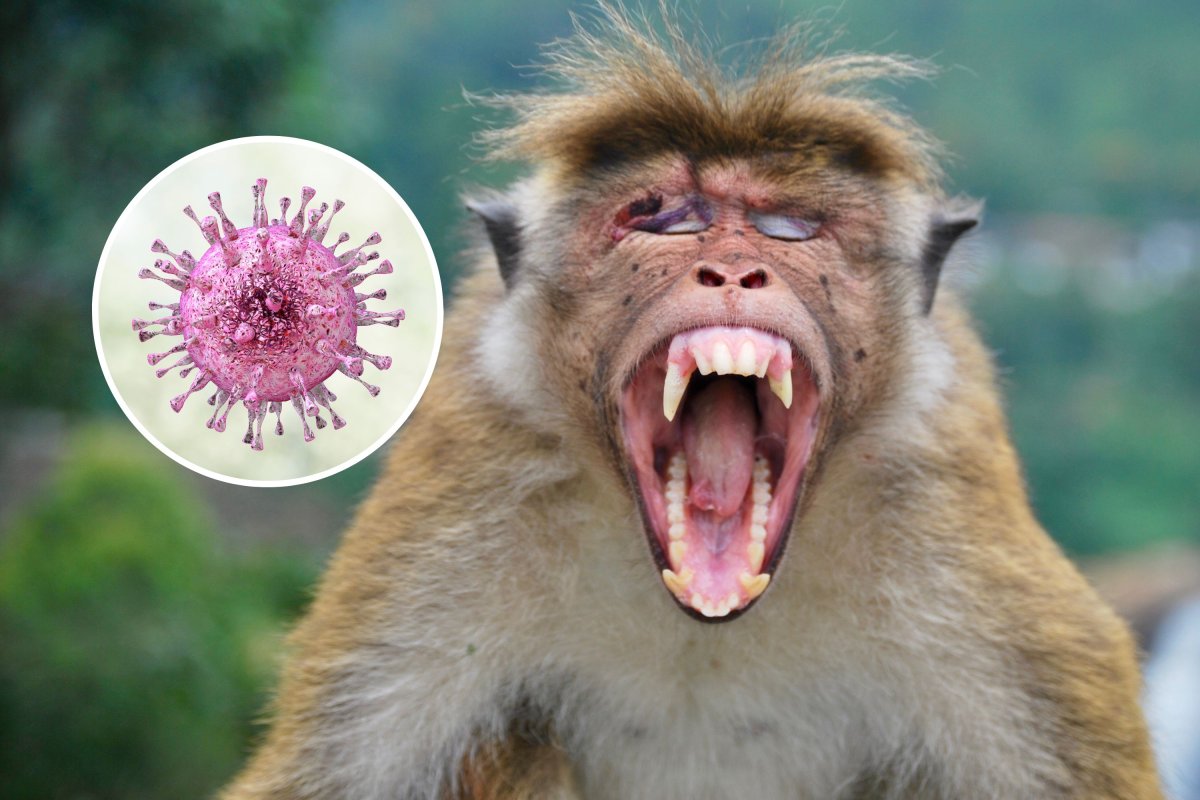 monkey and virus