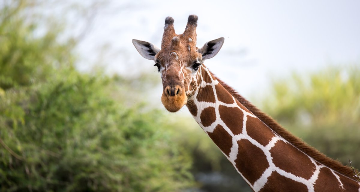 giraffe