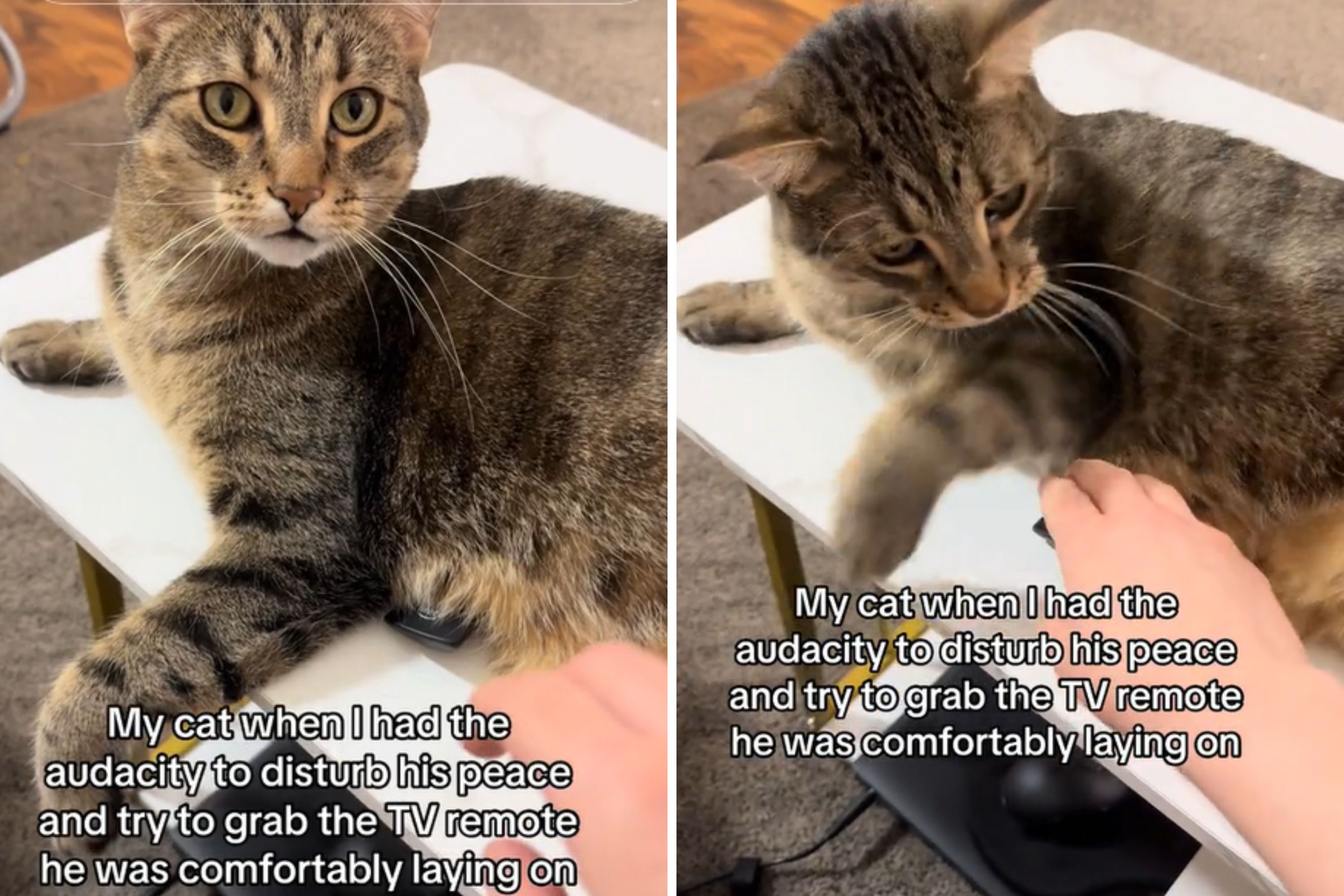 Cat puts owner in place after she had the 'audacity to disturb his ...