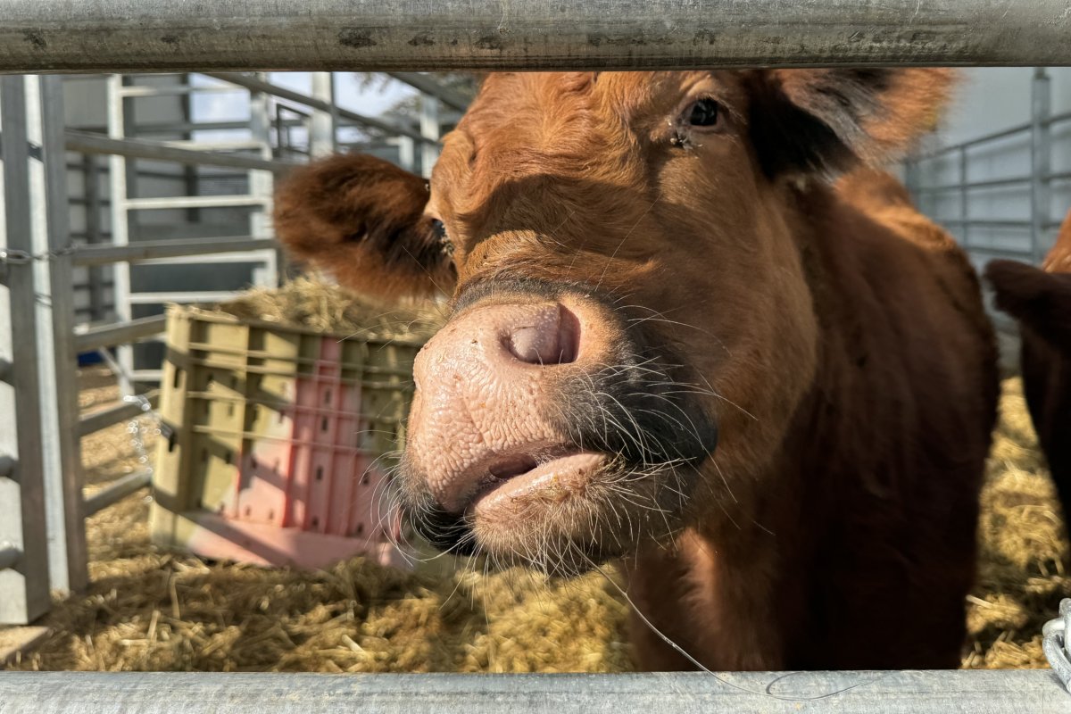 Red Heifer in West Bank