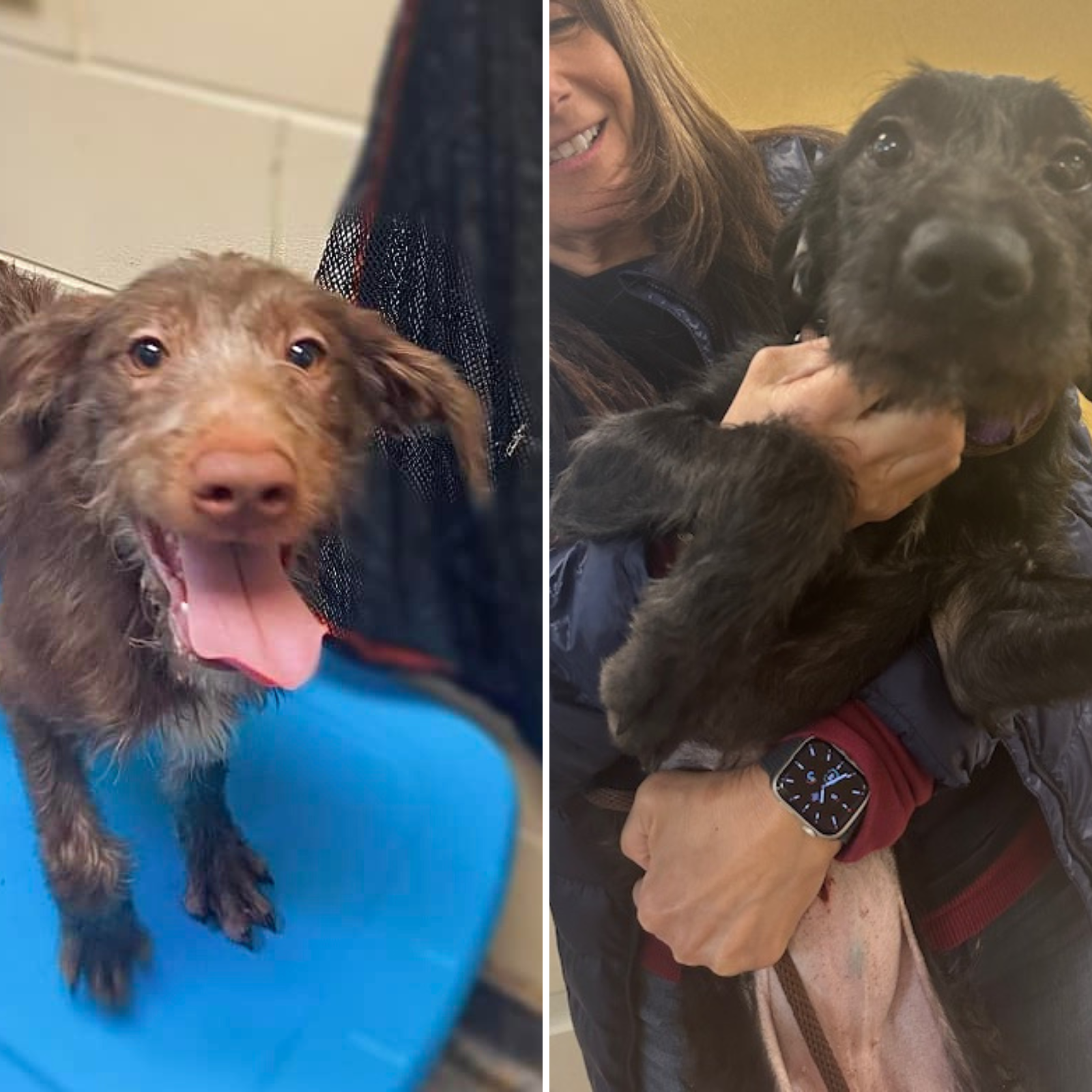 Pitdoodle This Pit Bull Golden Retriever Mix Looks Like 'A Lion' Says