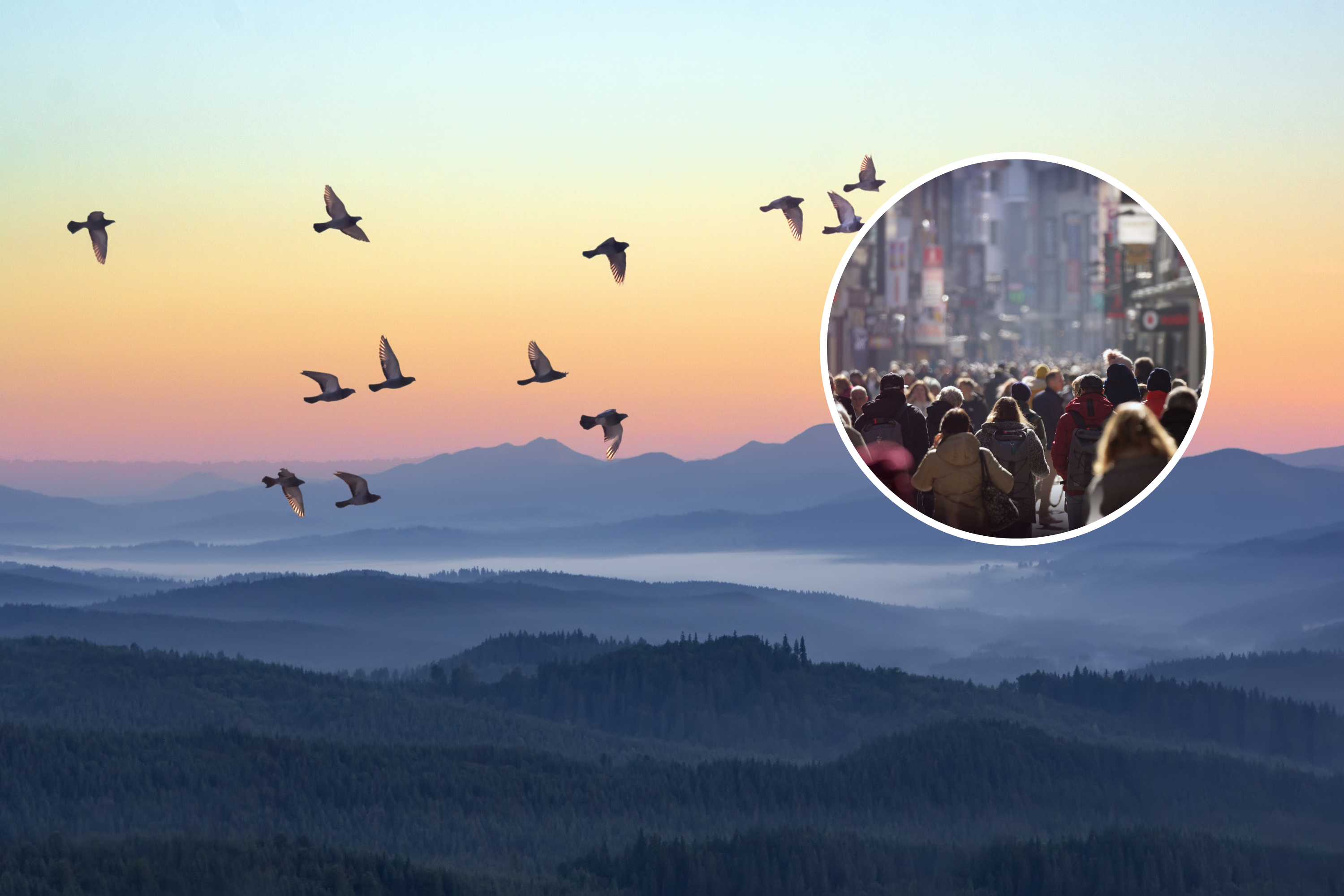 Warning Issued for 80 Percent of Bird Species - Vimarsana News