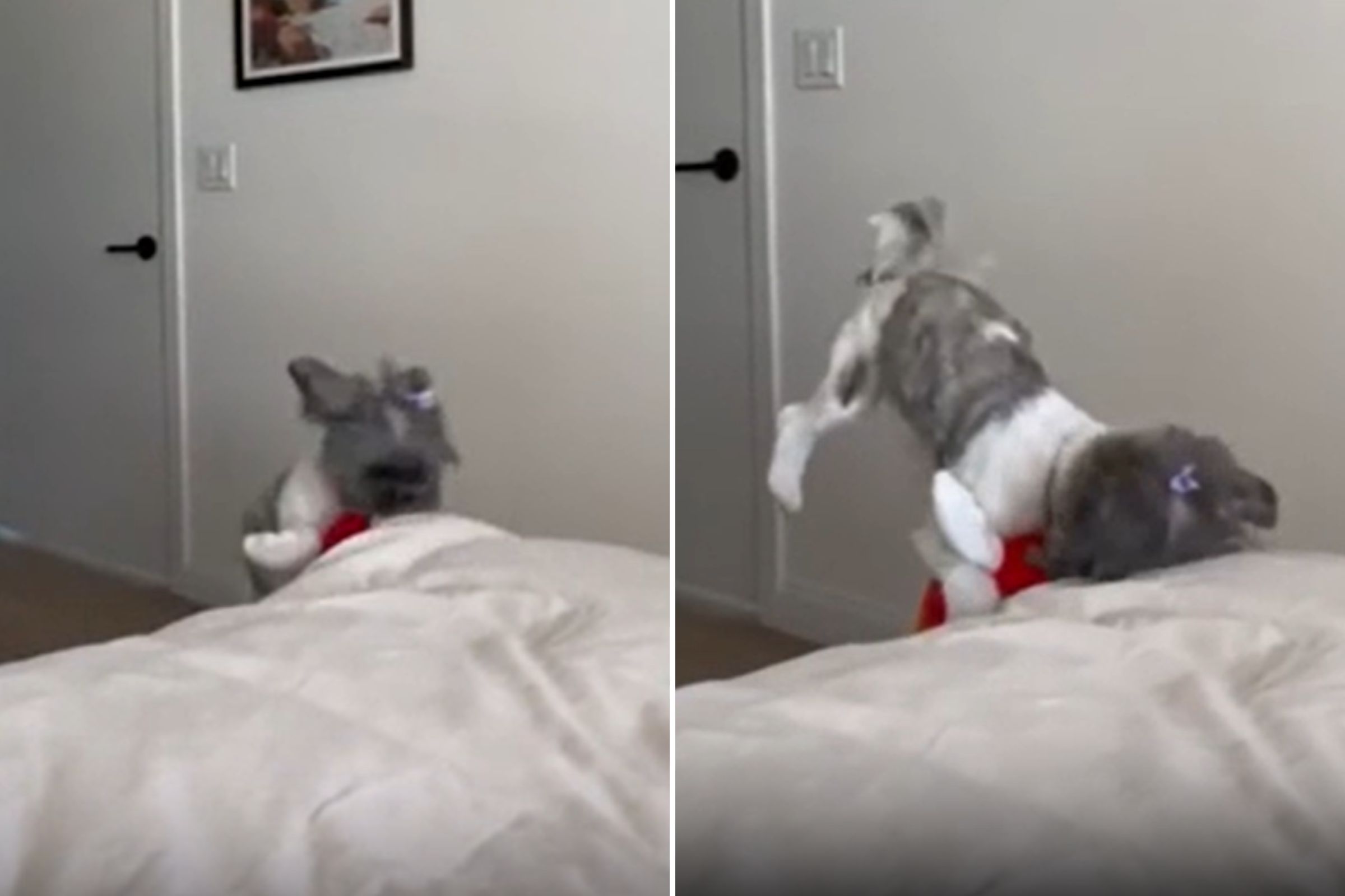 Shih Tzu Tries to Carry Her Favorite Toy to Bed, But It Goes Horribly Wrong  - Newsweek