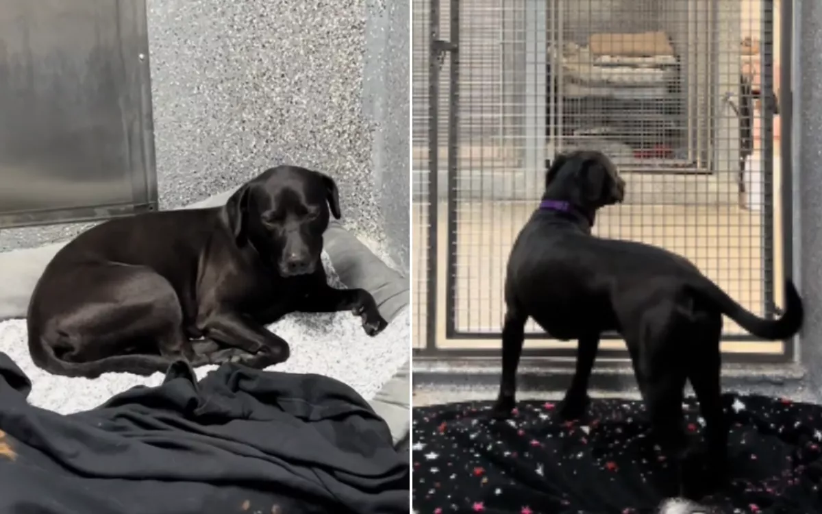 Hope Fading for Shelter Dog Adopted After 900 Days but Returned Hours Later - Vimarsana News