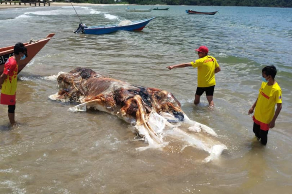 Whale carcass on Malaysian beach