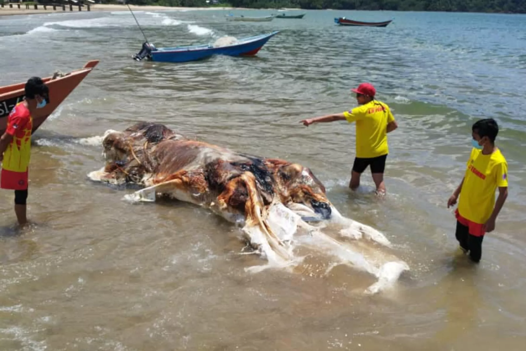 Mystery as Freaky Mass of Gloop Found on Beach - Vimarsana News