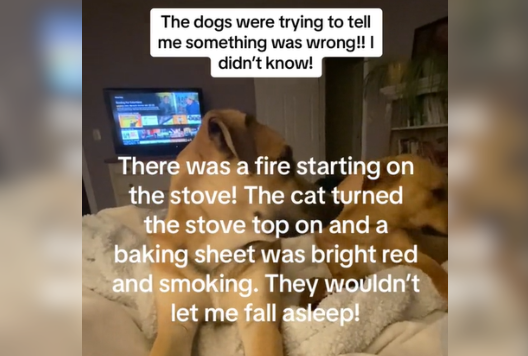 Dogs Won't Let Owner Sleep, Later Discovers Potentially Deadly Reason Why