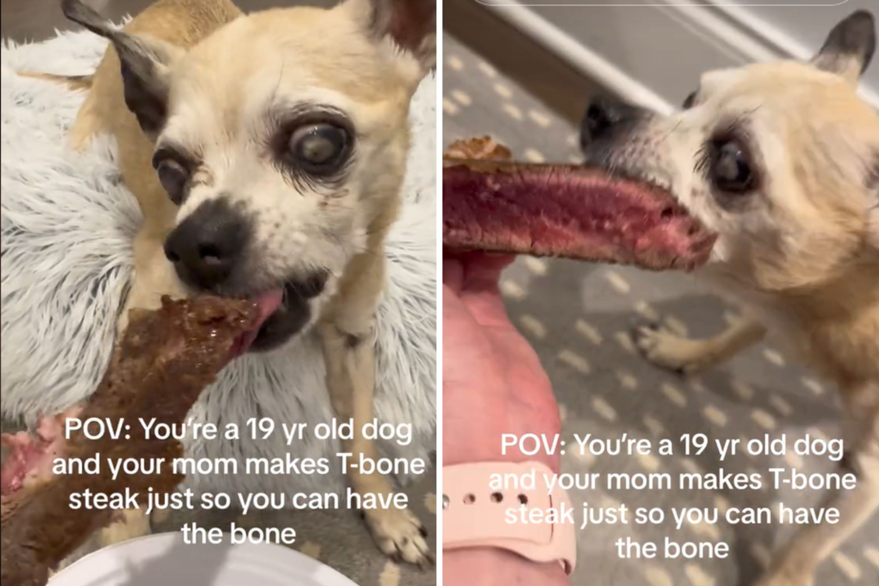 Dog, 19, earns T-bone, as at this point he “deserves all the treats”