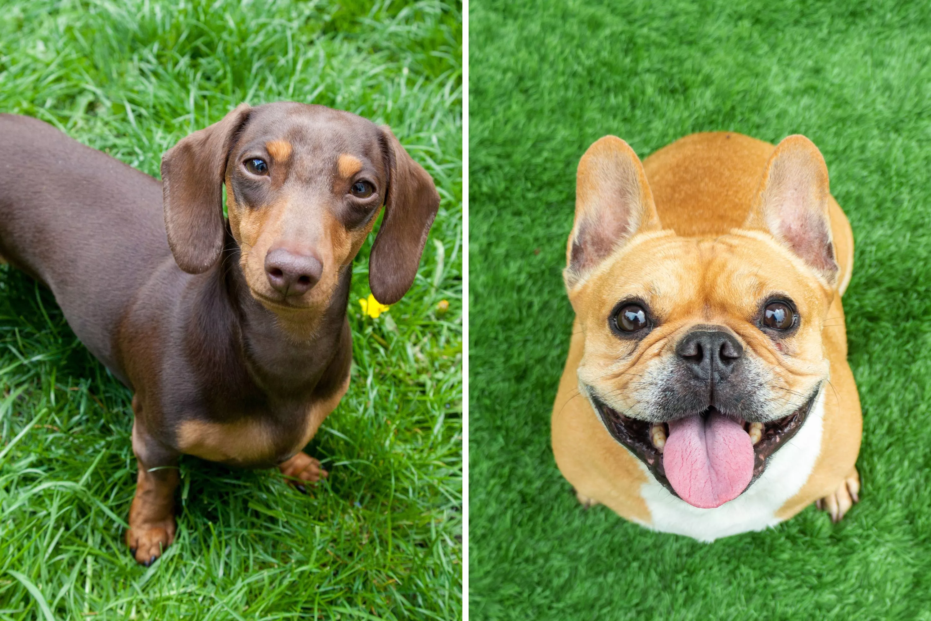 Dachshund, French Bulldog Breeds Suffer From 'Torture Breeding' - Vimarsana News