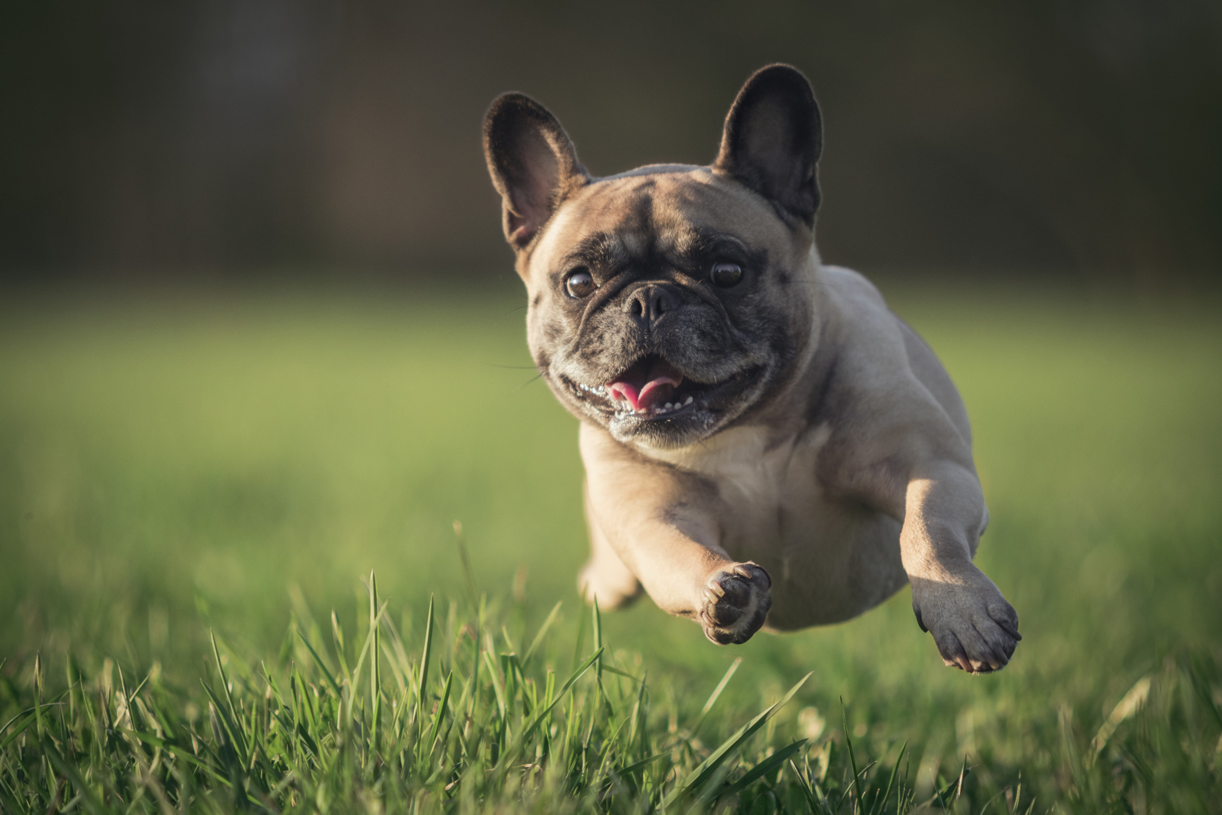 The Frenchie-Dachshund Mix A Unique Blend of Personality