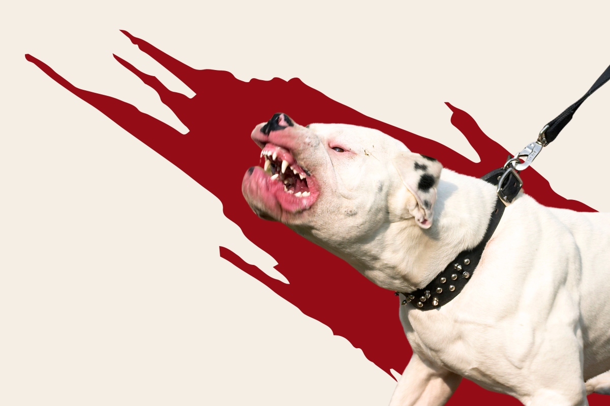 illustration pit bull dog teeth aggressive