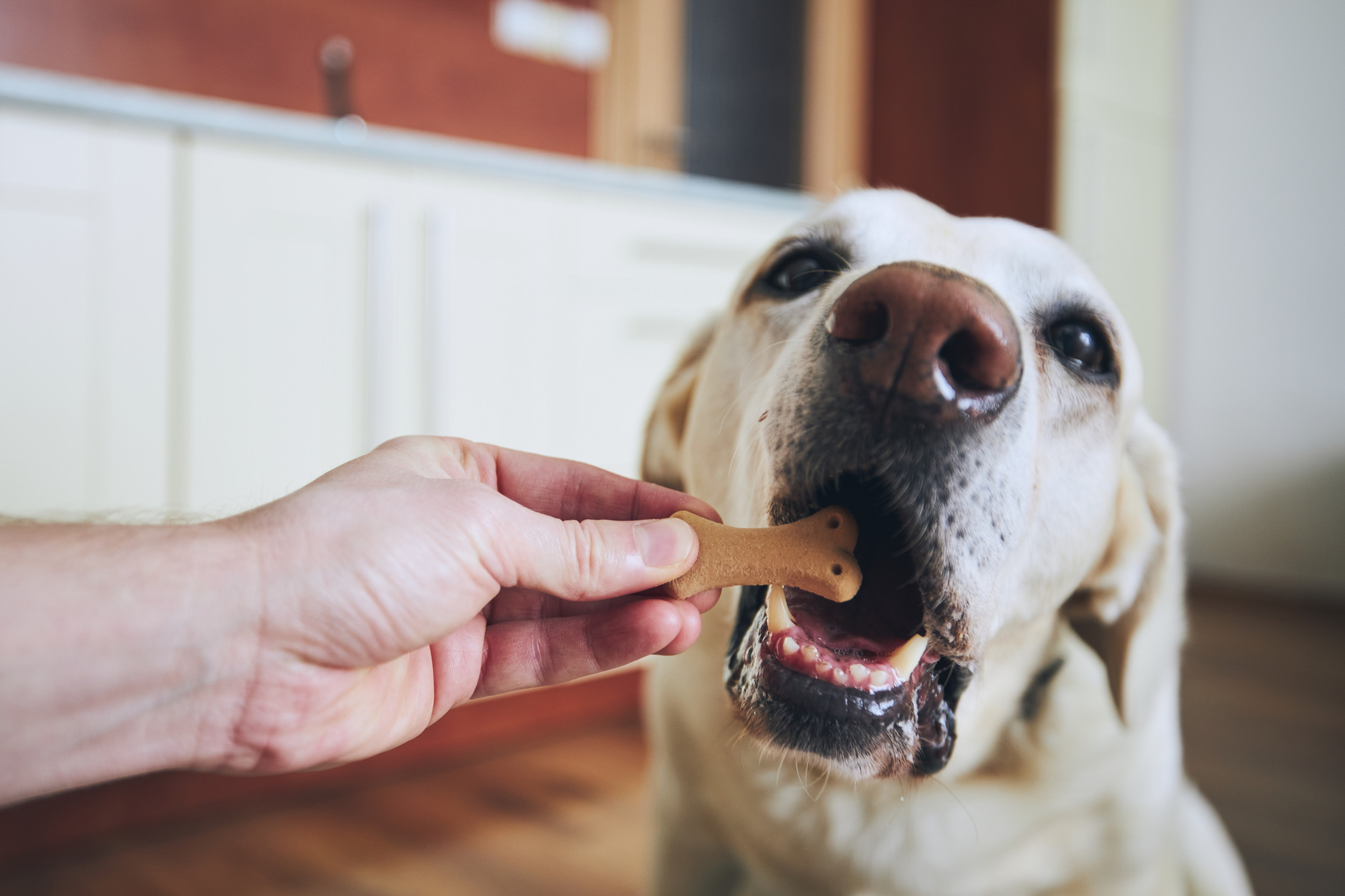 Dogs Miss Things When Focused on Getting Treats - Vimarsana News