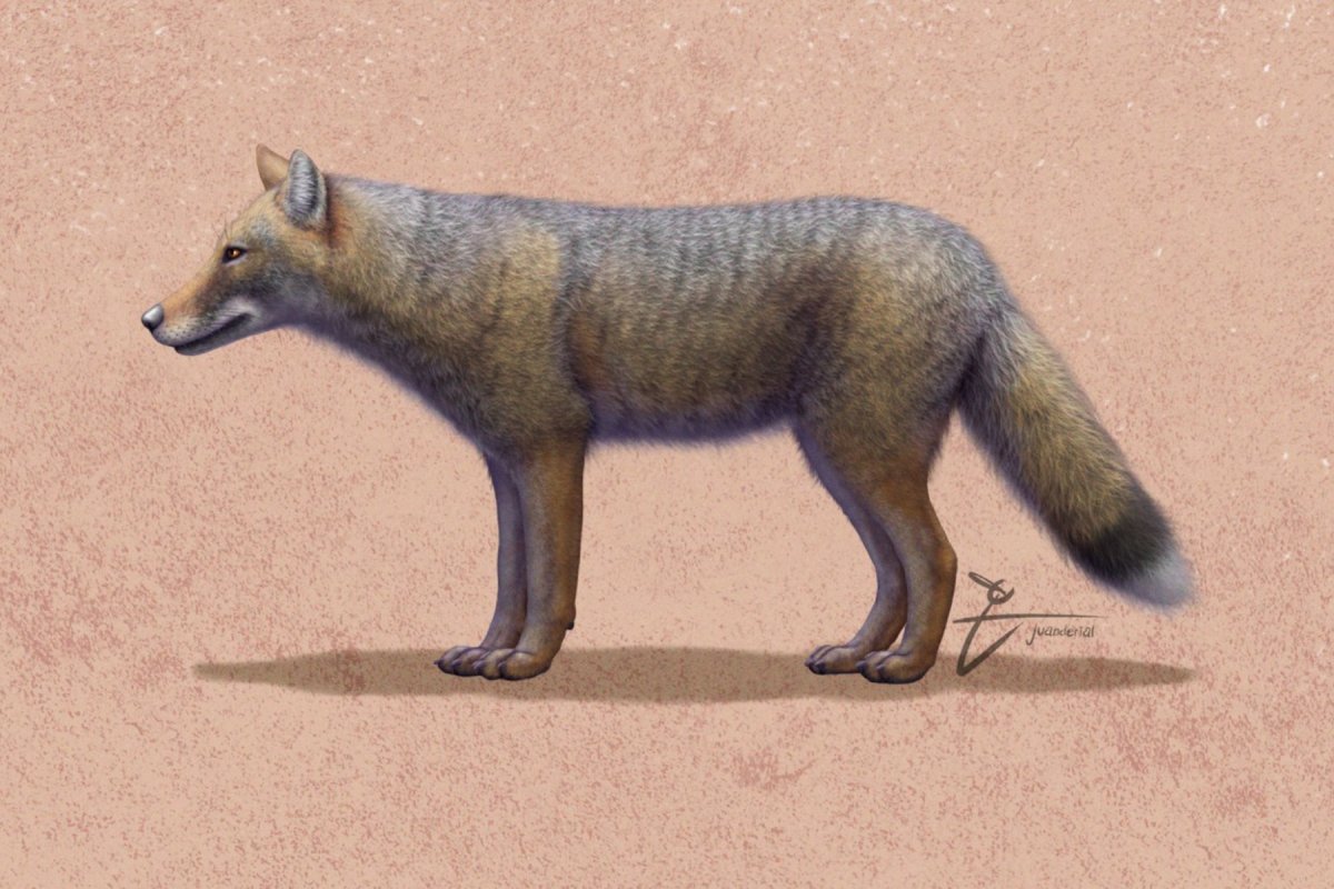 ancient fox