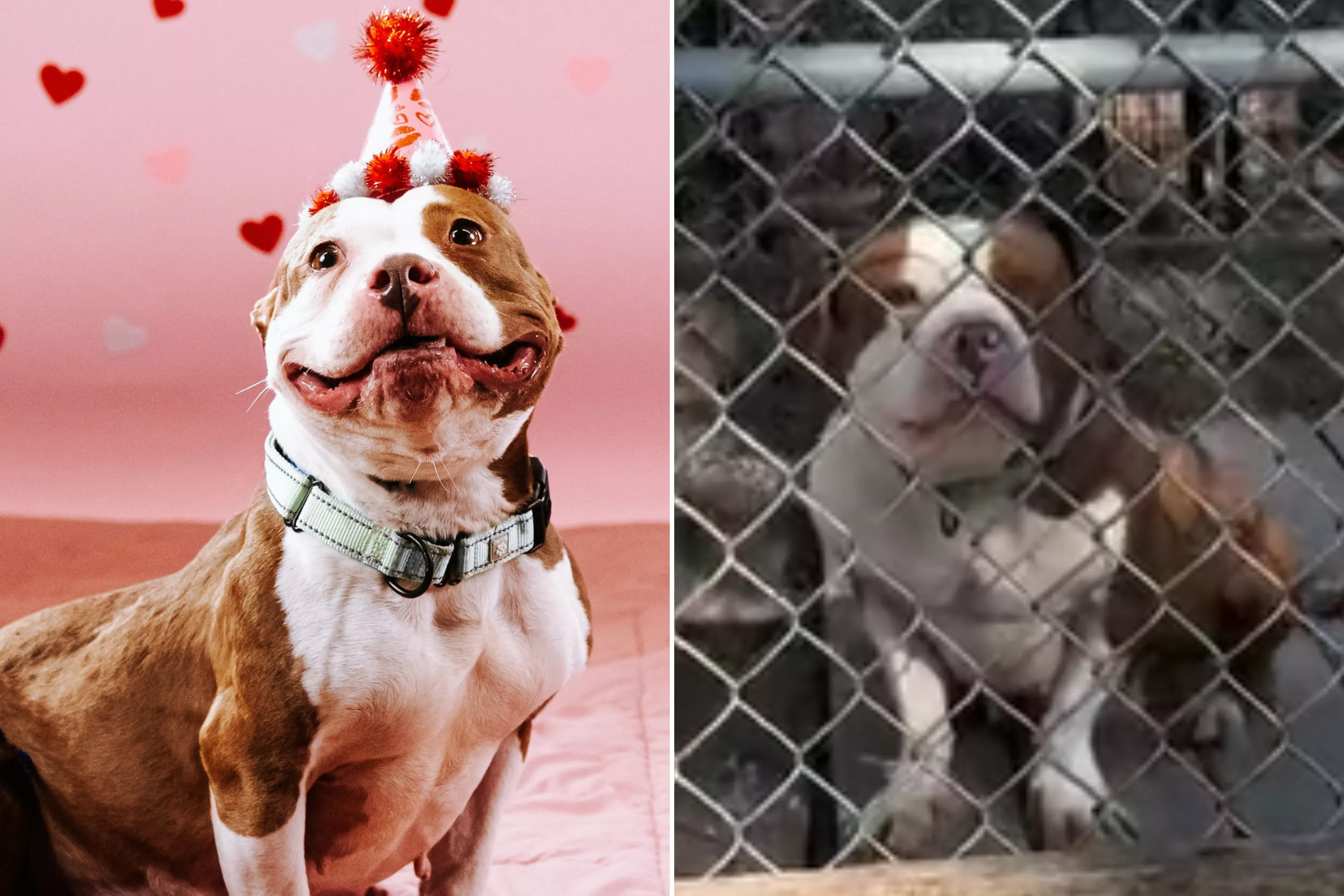 Shelter Shares Difference in Dog on Day 1 and Day 233: 'Losing Hope' - Vimarsana News