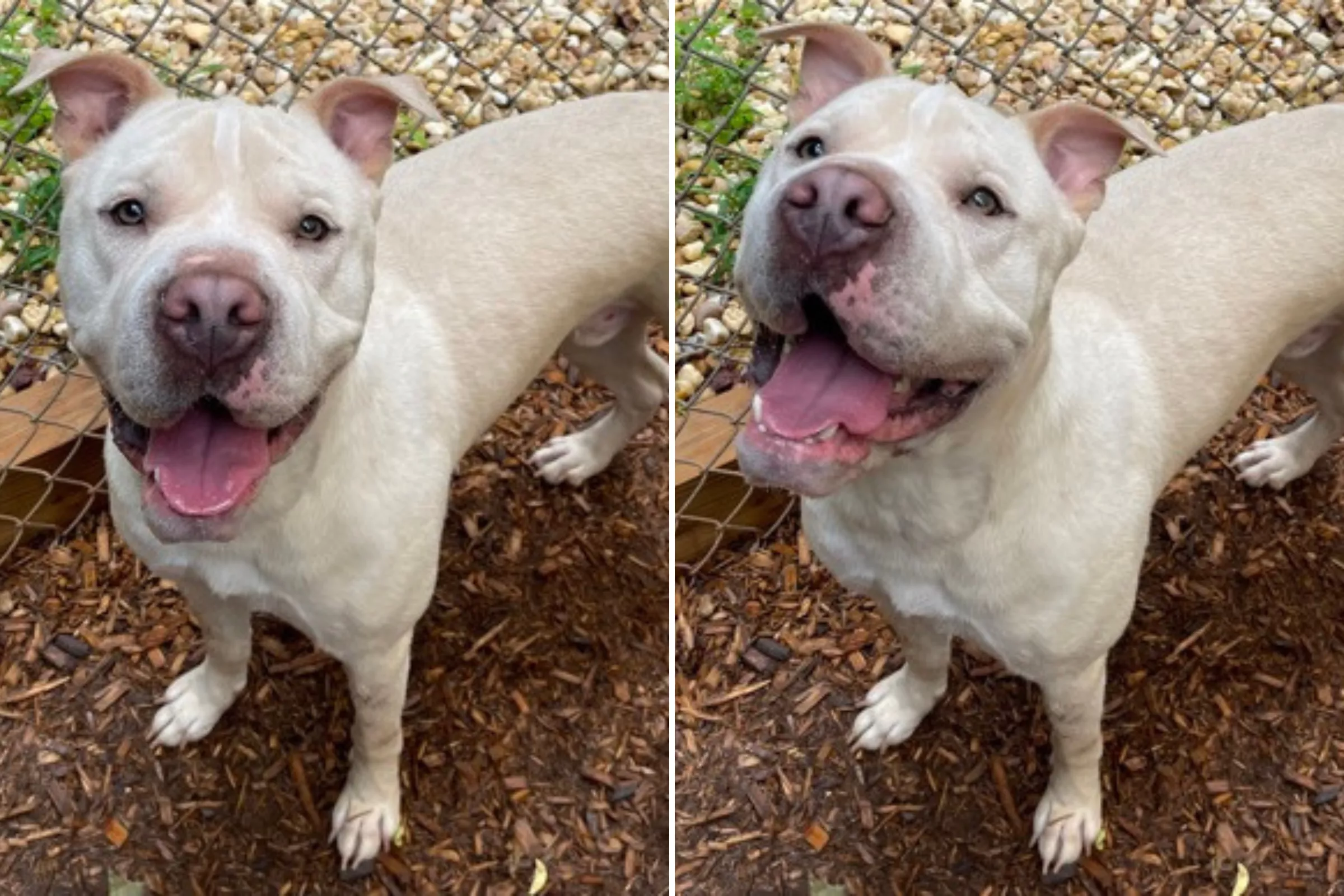 Dog Adopted as a Puppy Finds Himself Back in Shelter: 'Patiently Waiting' - Vimarsana News