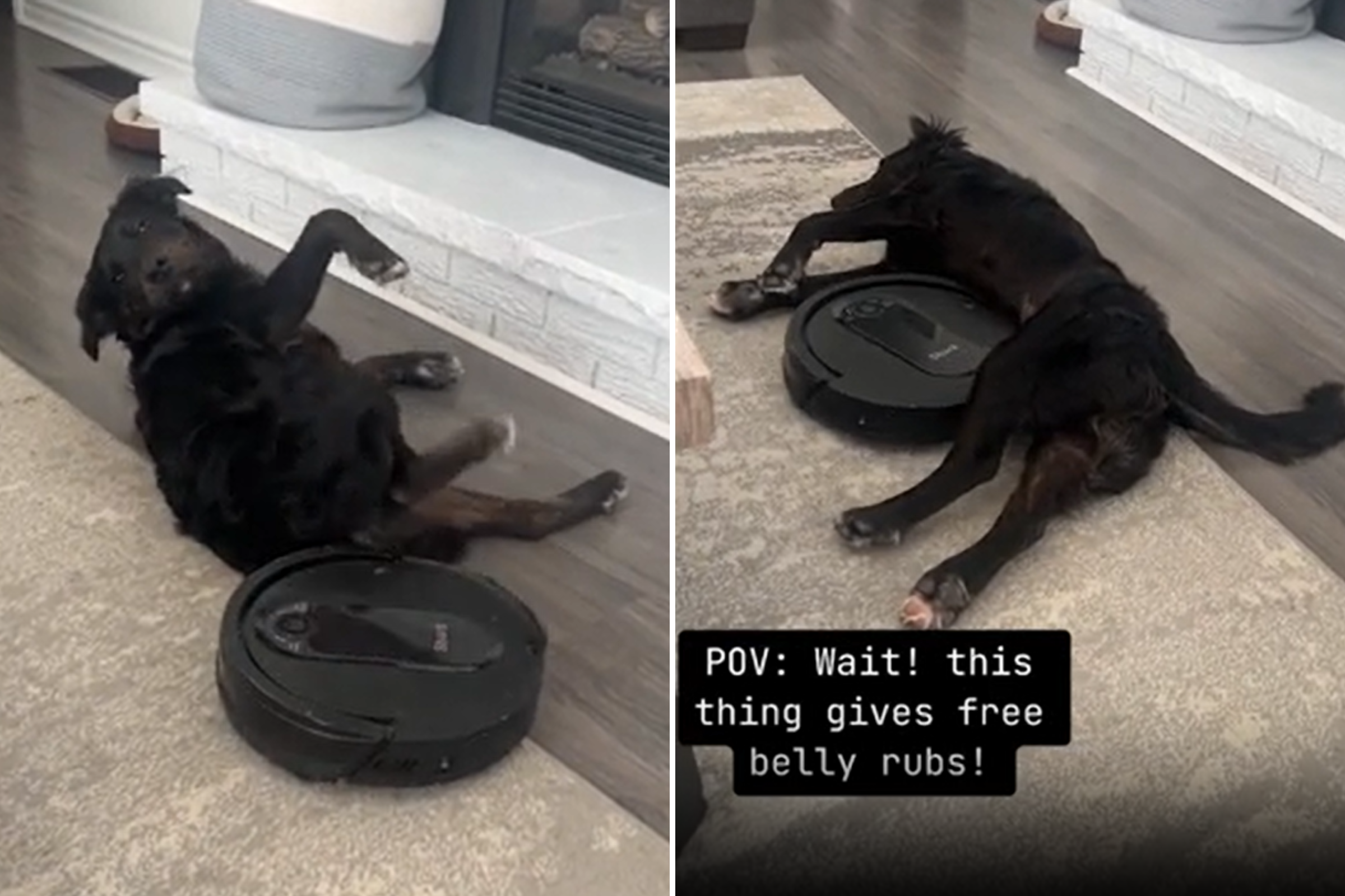 Rescue dog discovers genius way to put robot vacuum to good use