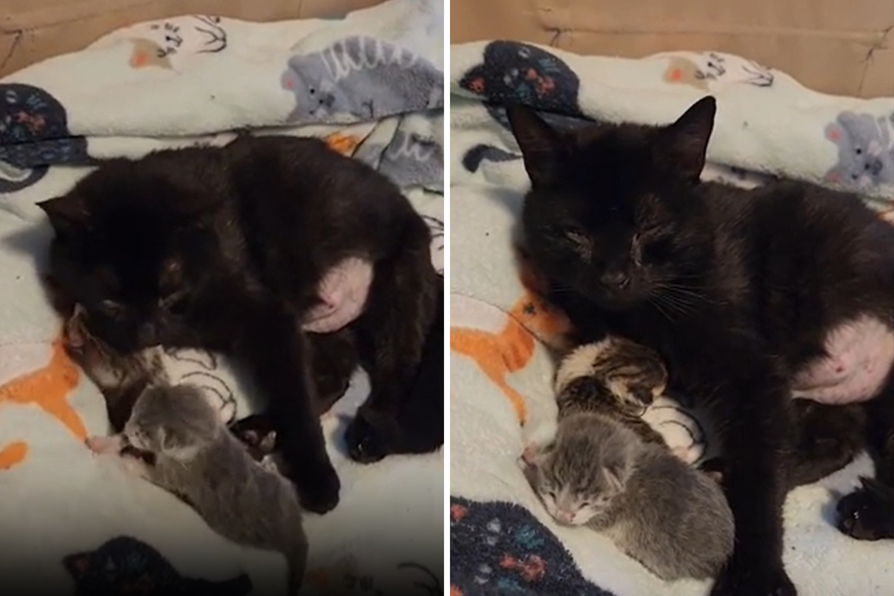 Cat heartbroken after losing two of her babies—then foster mom gets a call