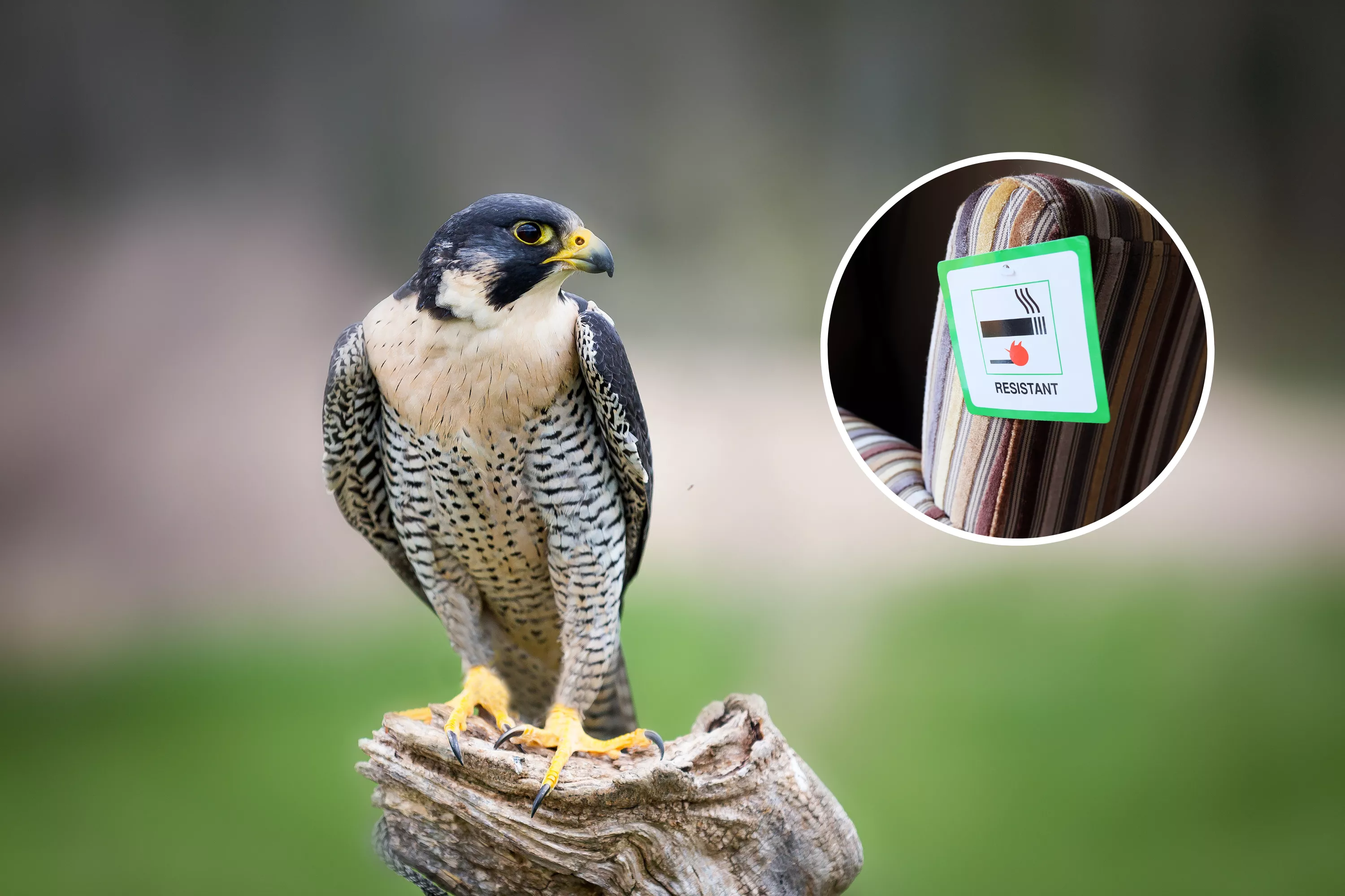 Bird Population Faces 'Long-Term Consequences' From Everyday Chemicals - Vimarsana News