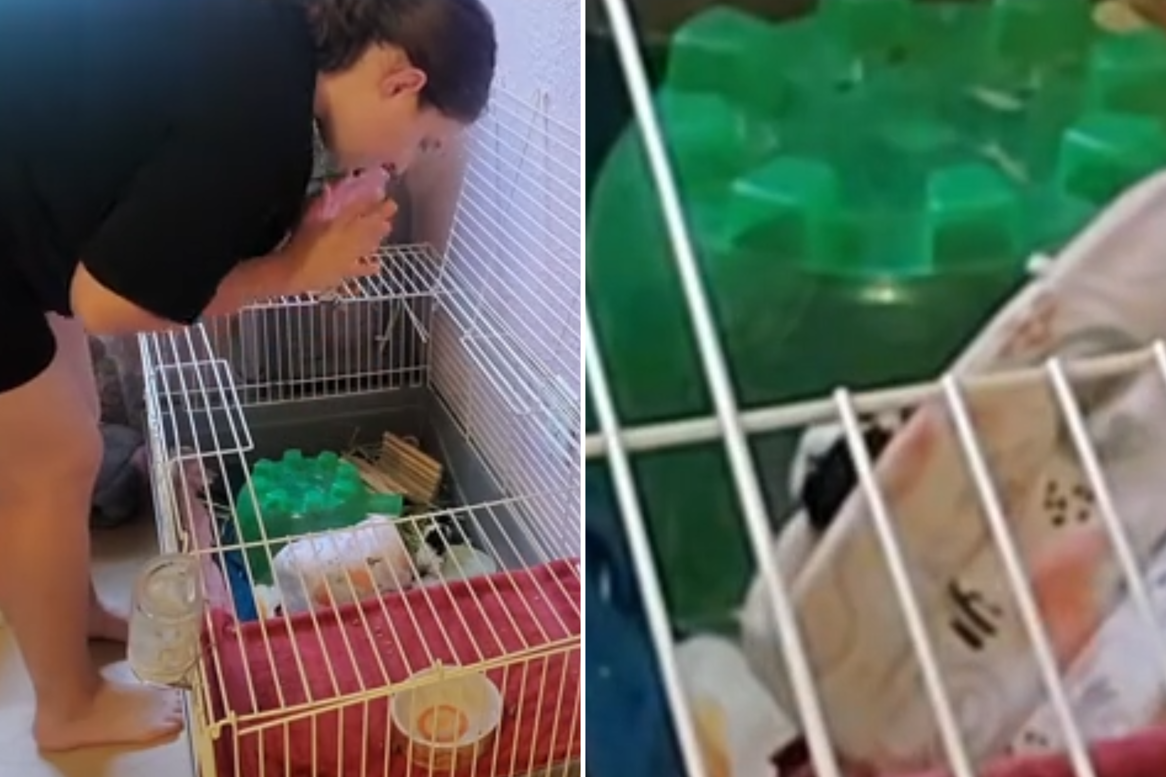 Mom thinks she has two female pets, finds out the hard way she was wrong