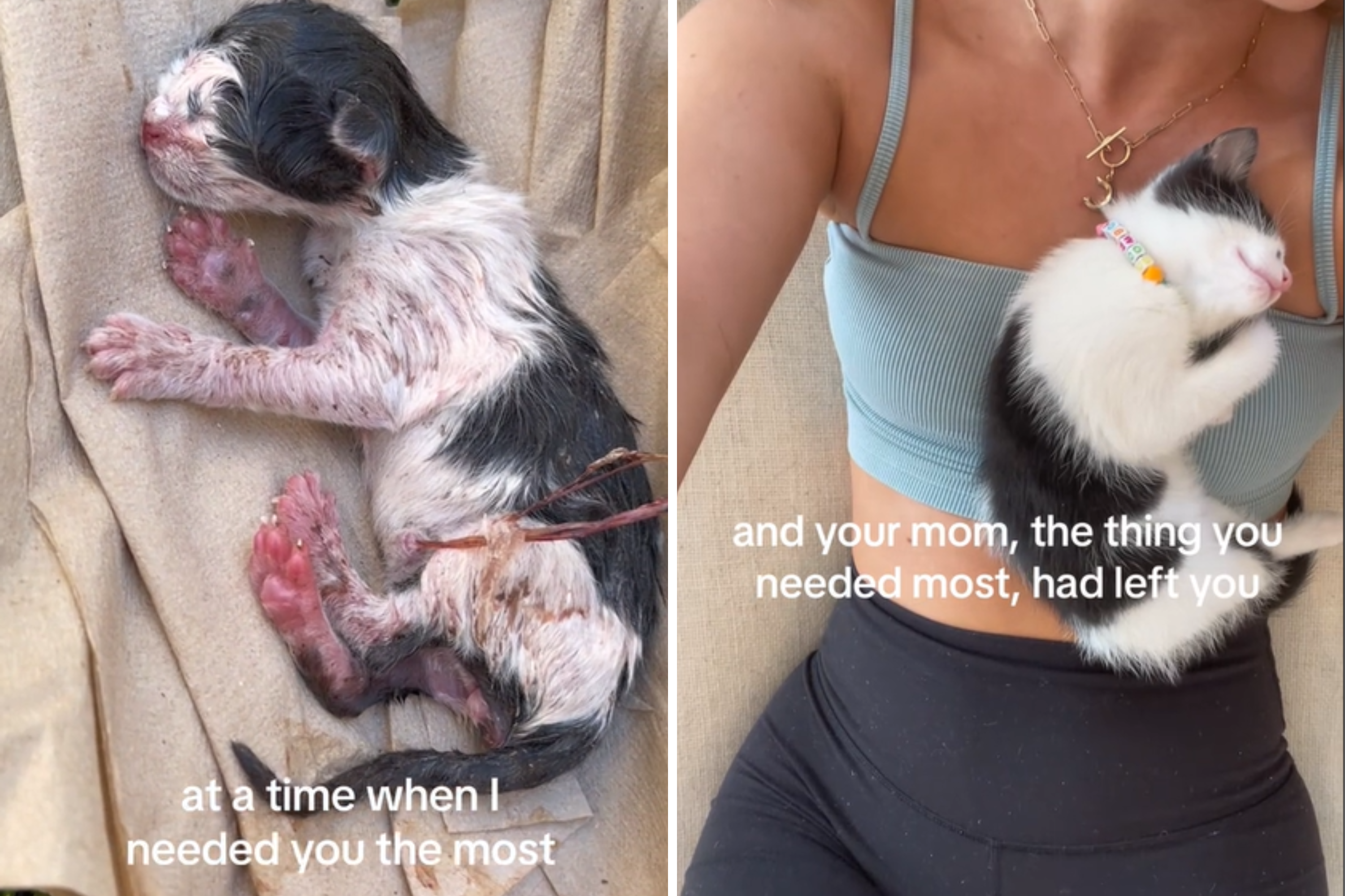 Cat Owner Proves Why She Believes Miracles Exist in Heartwarming Clip