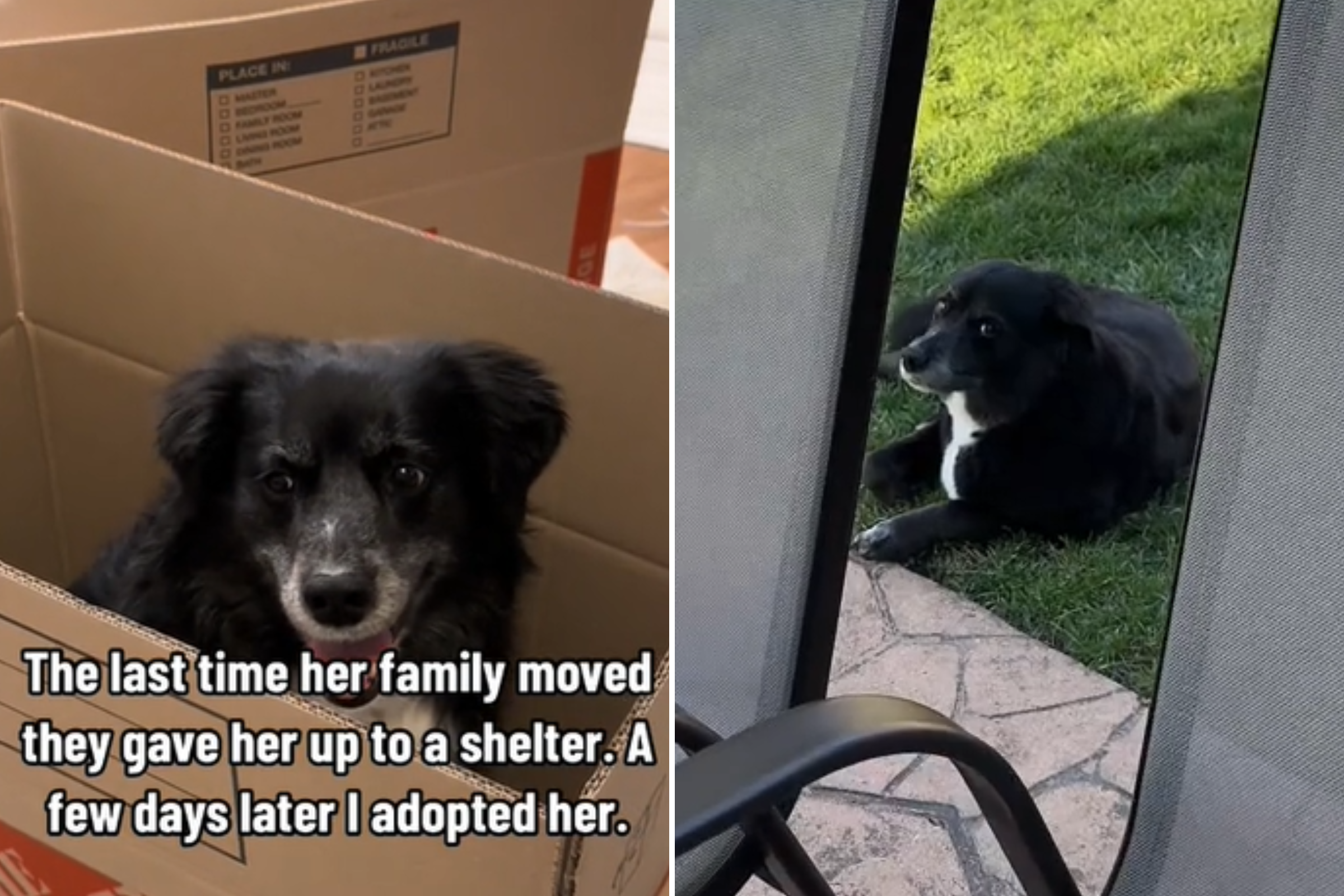 Rescue dog that was abandoned has saddest reaction to new owners packing