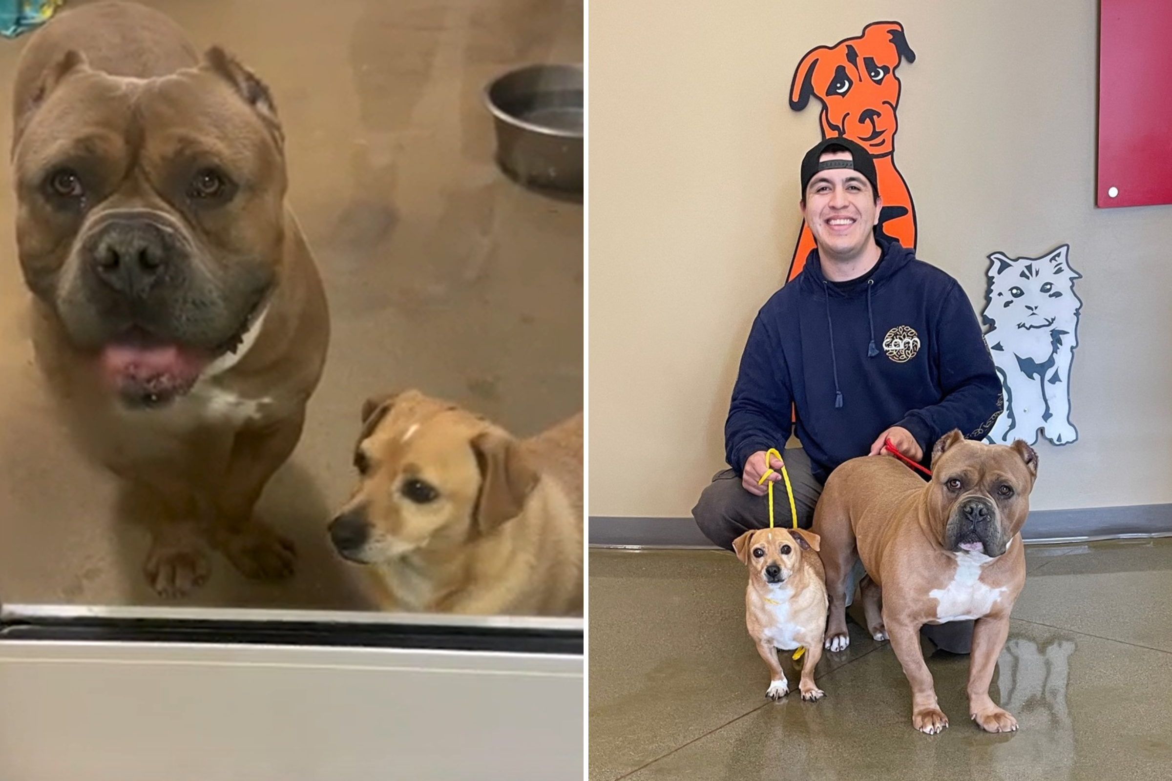 Dog rescue pleas for unexpected besties to be adopted as one, and it worked