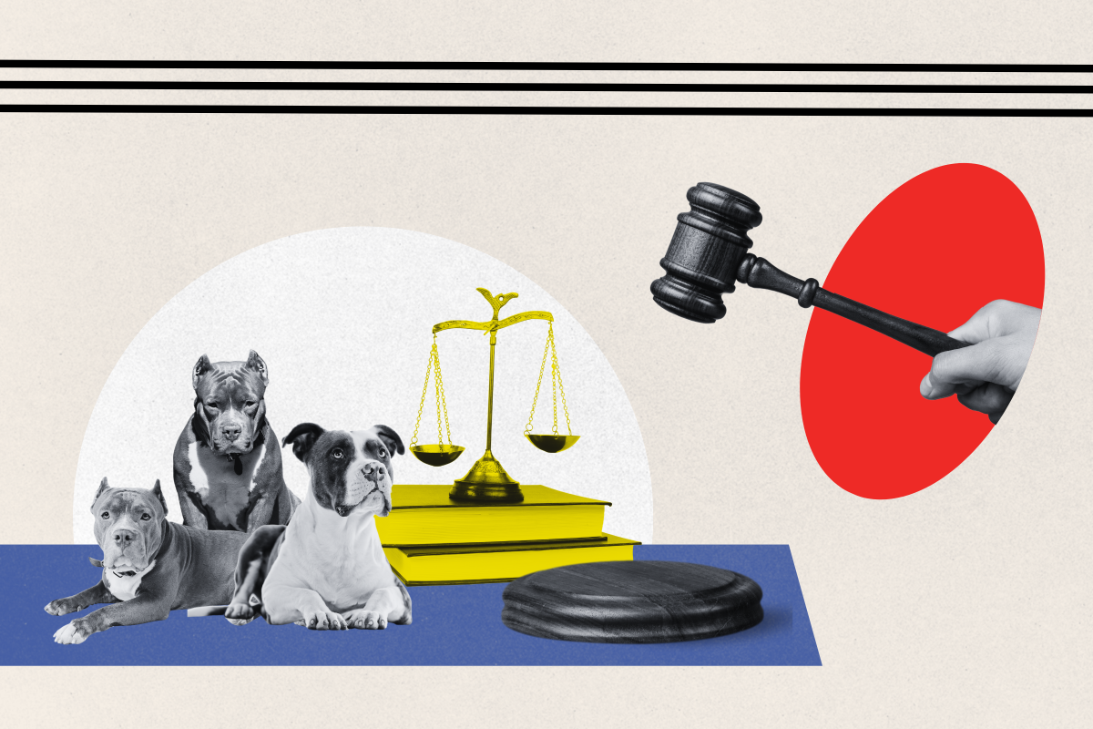 The U.S. Is Suing Dogs